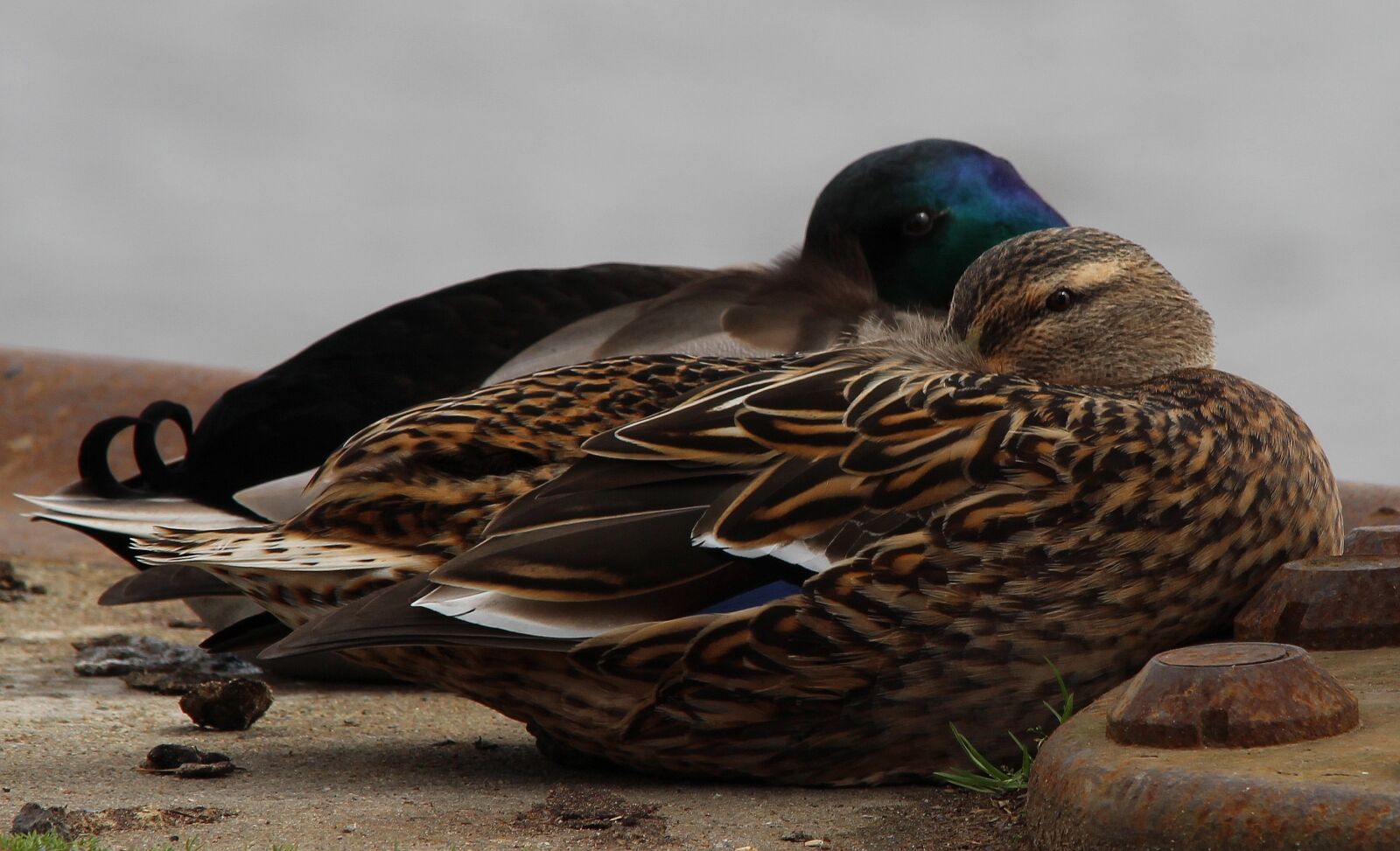 Canon EOS 600D (Rebel EOS T3i / EOS Kiss X5) sample photo. Mallard, anas platyrhynchos, duck photography