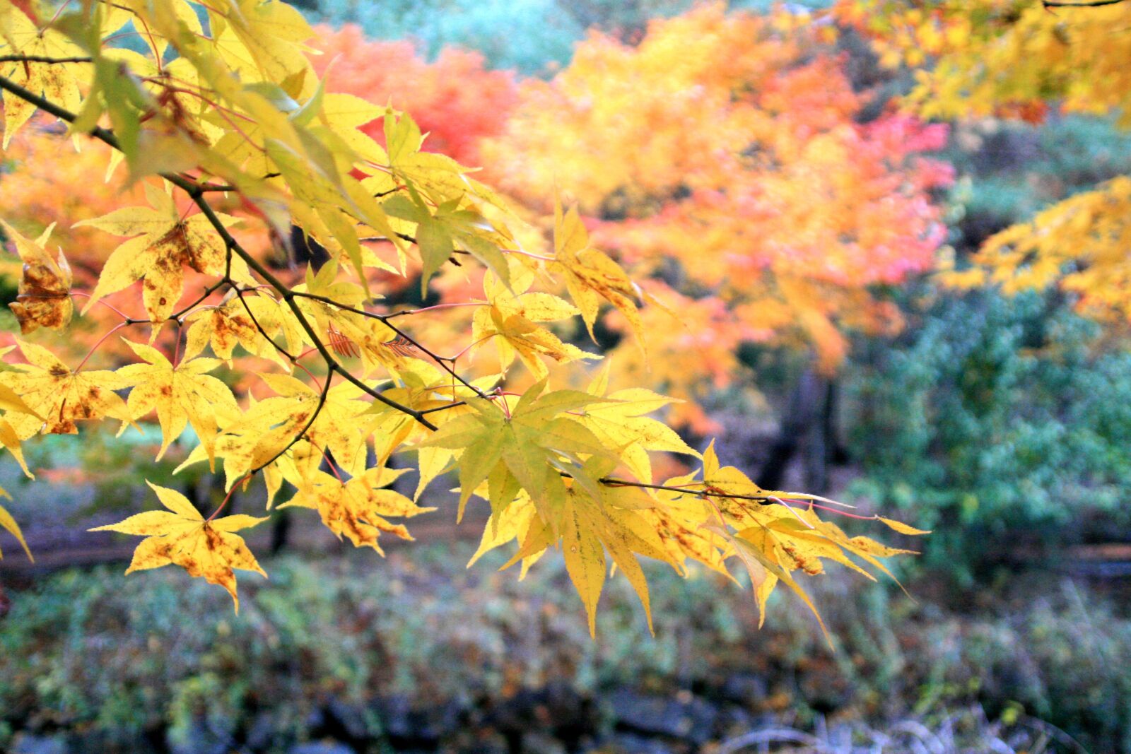 Canon EOS 400D (EOS Digital Rebel XTi / EOS Kiss Digital X) sample photo. Autumn, autumn leaves, leaves photography