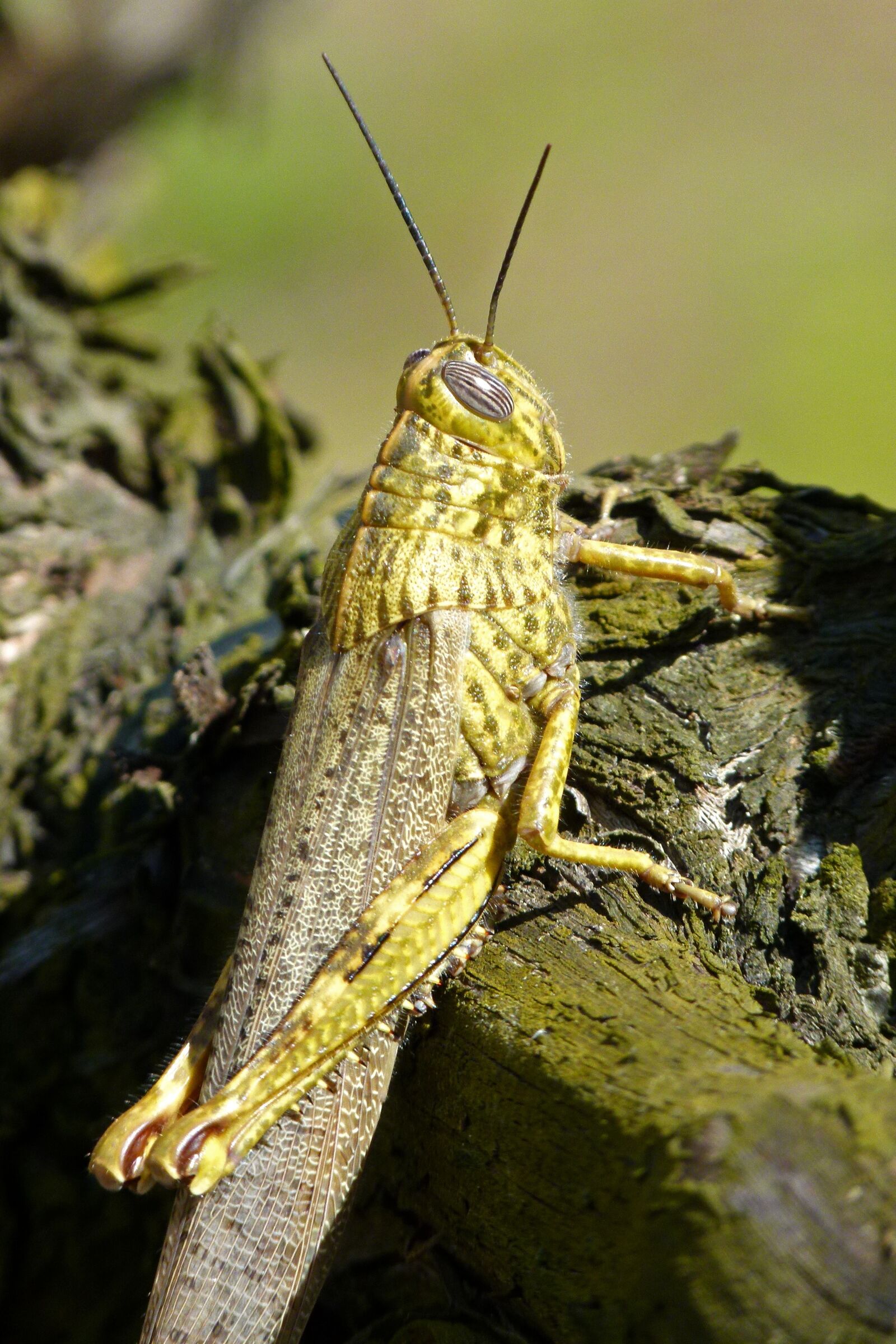 Leica V-Lux 2 sample photo. Grasshopper, lobster, orthopteron photography