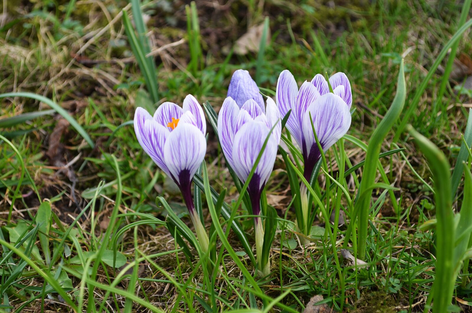 Nikon D5100 sample photo. Flowers, crocus, spring photography