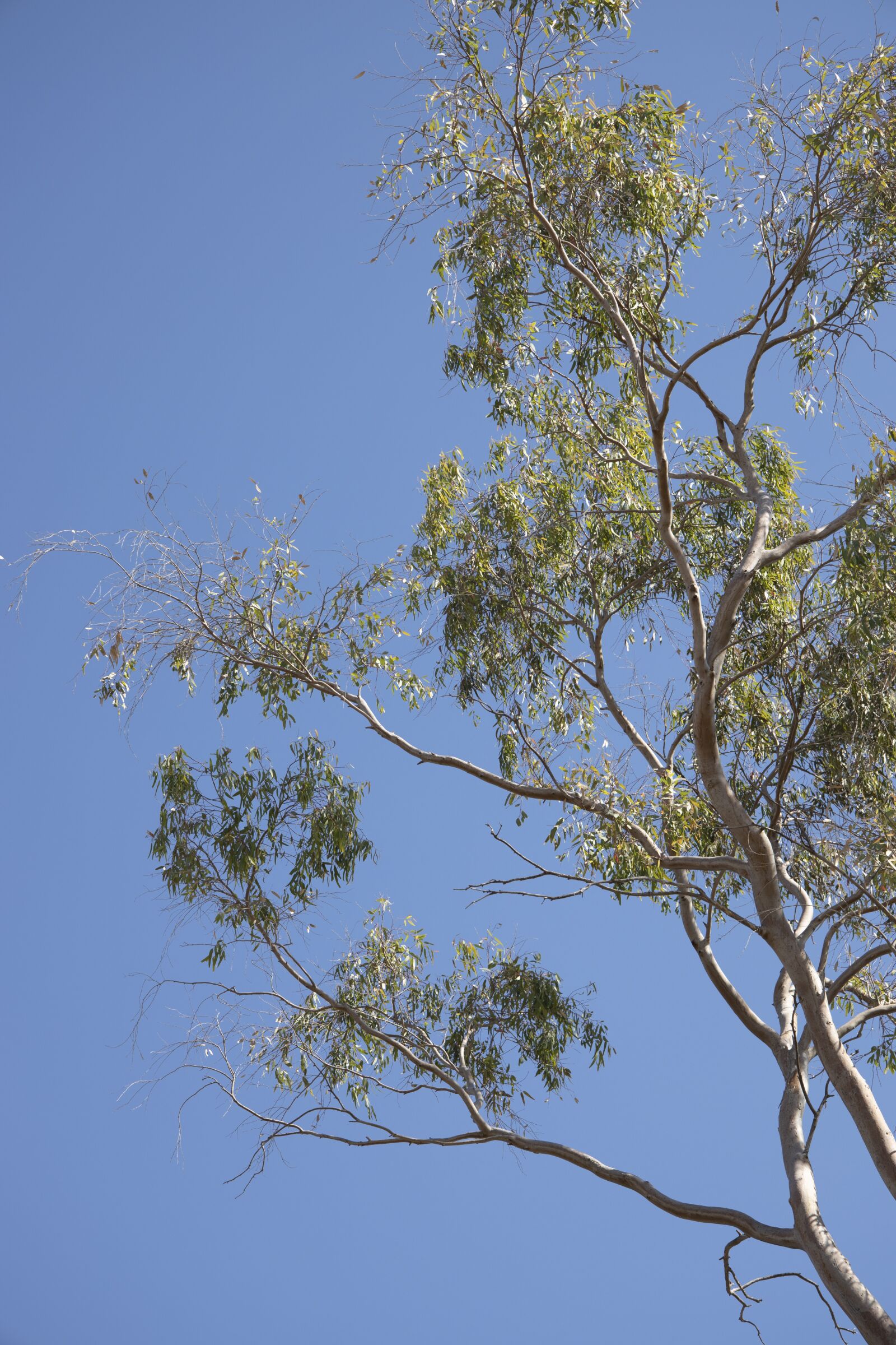 Canon RF 24-105mm F4L IS USM sample photo. Tree, nature, branch photography