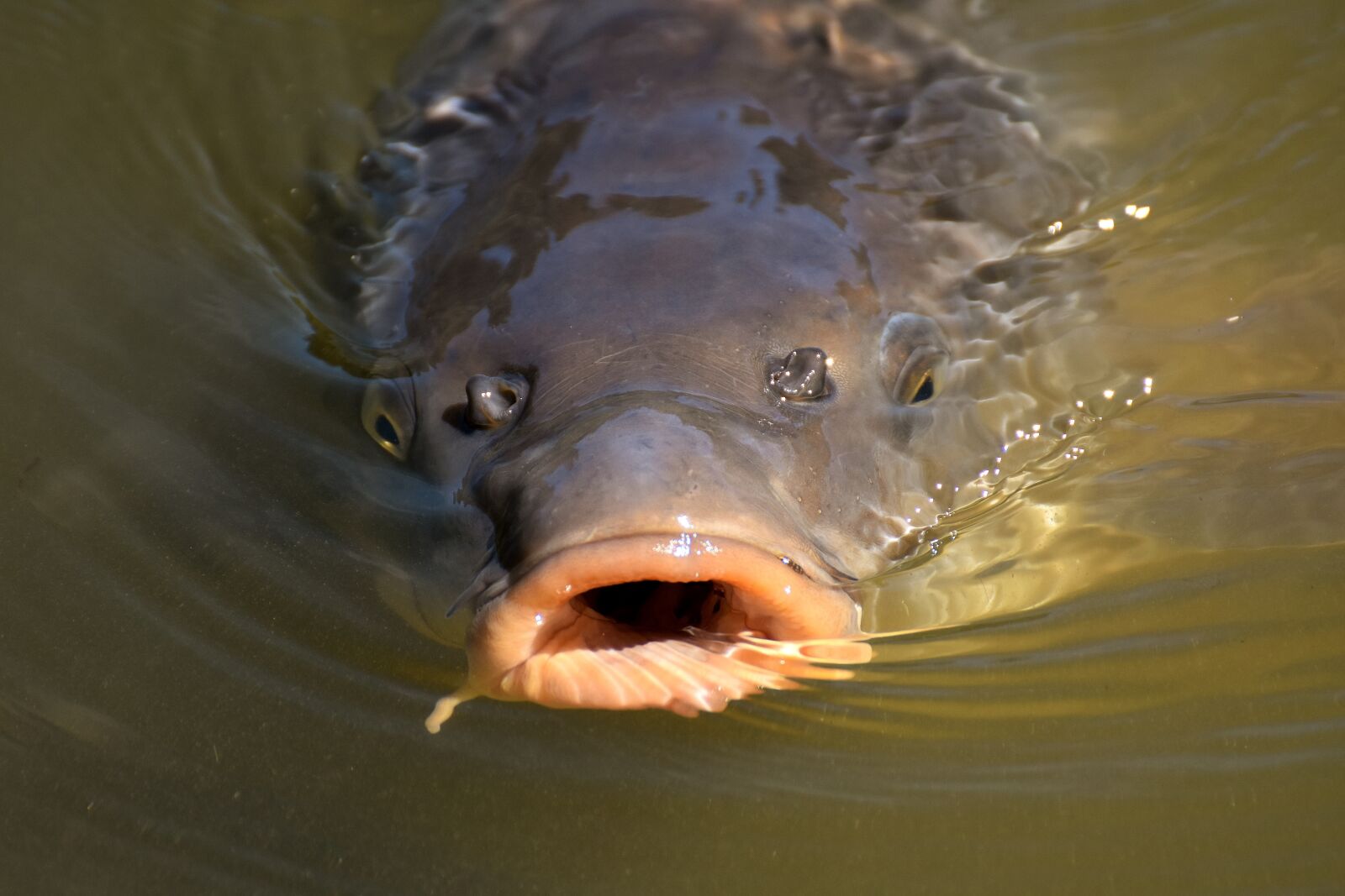 Nikon D7200 sample photo. Carp, fish, water photography