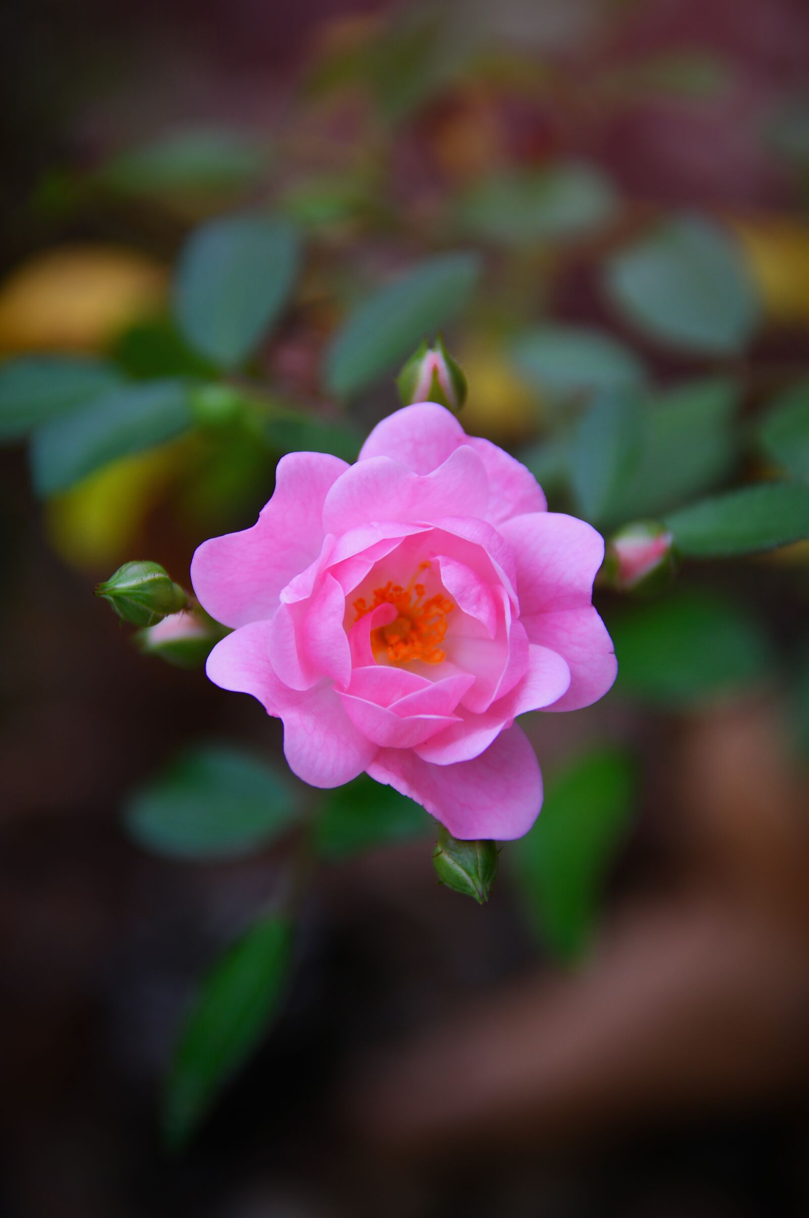 Nikon D3200 sample photo. Pink, rose, autumn rose photography