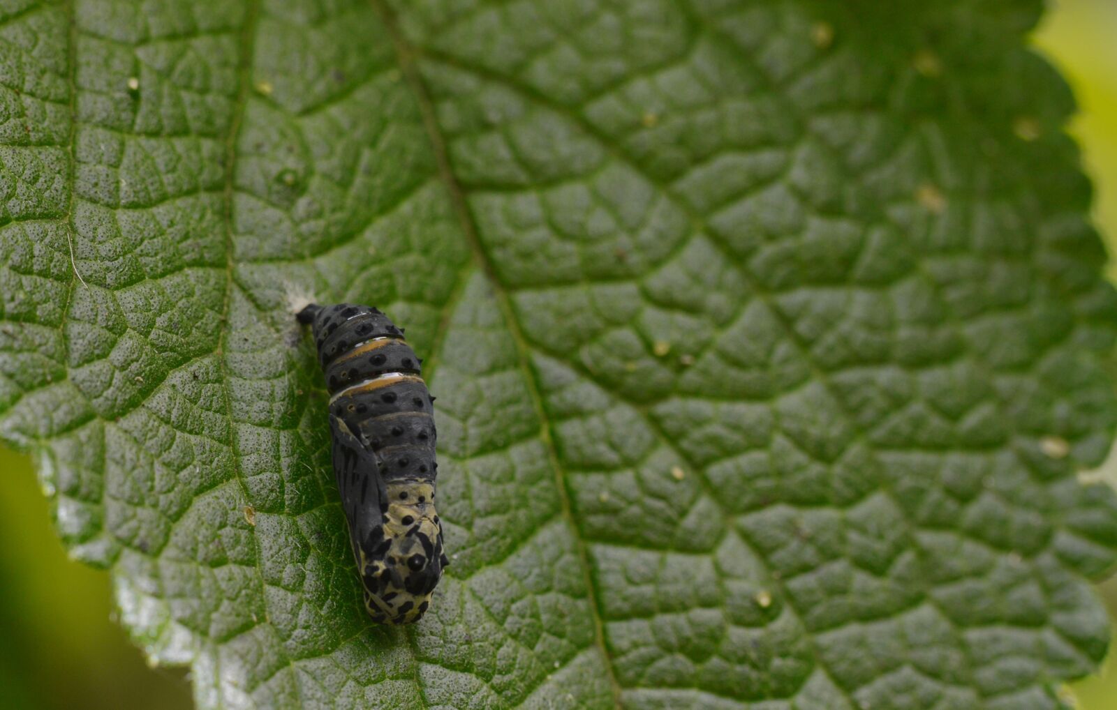 Nikon D3200 sample photo. Costa rica, plant, leaf photography