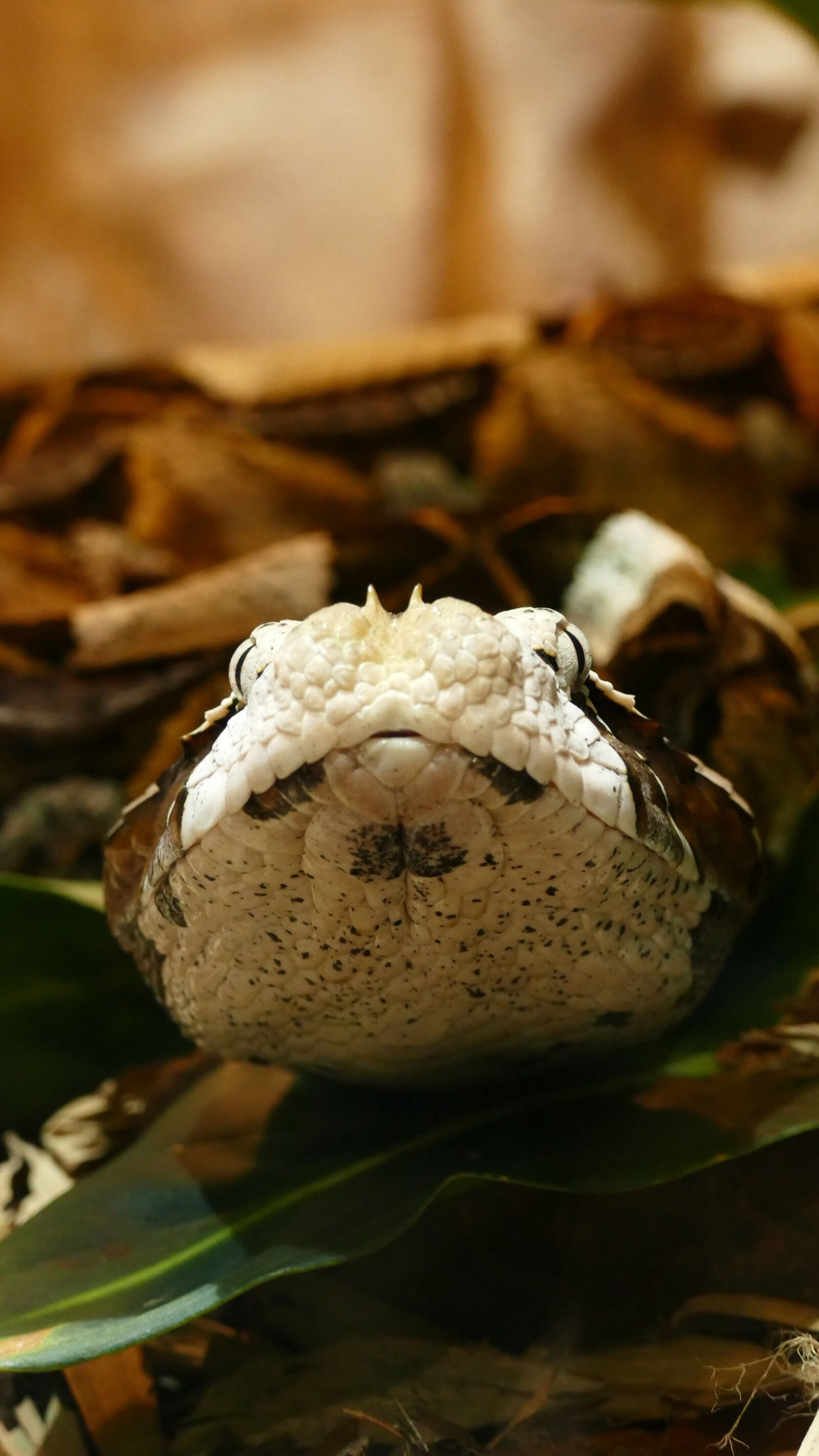Panasonic Lumix DMC-FZ1000 sample photo. Snake, wildlife, reptile photography