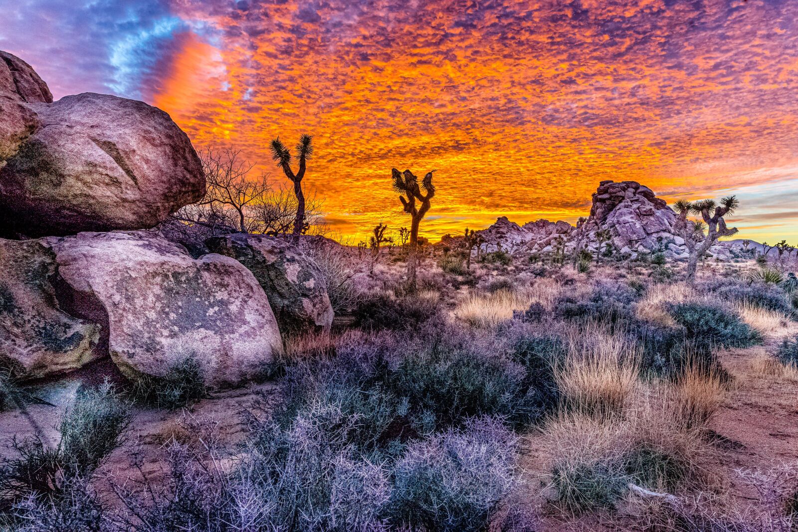 24mm F1.4 sample photo. Joshua tree, national park photography