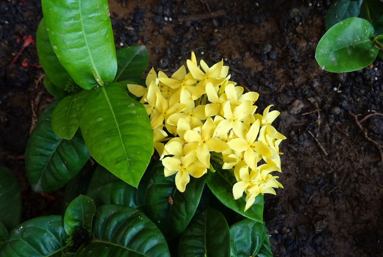 Sony DSC-HX60V sample photo. Flower, ixora, jungle flame photography