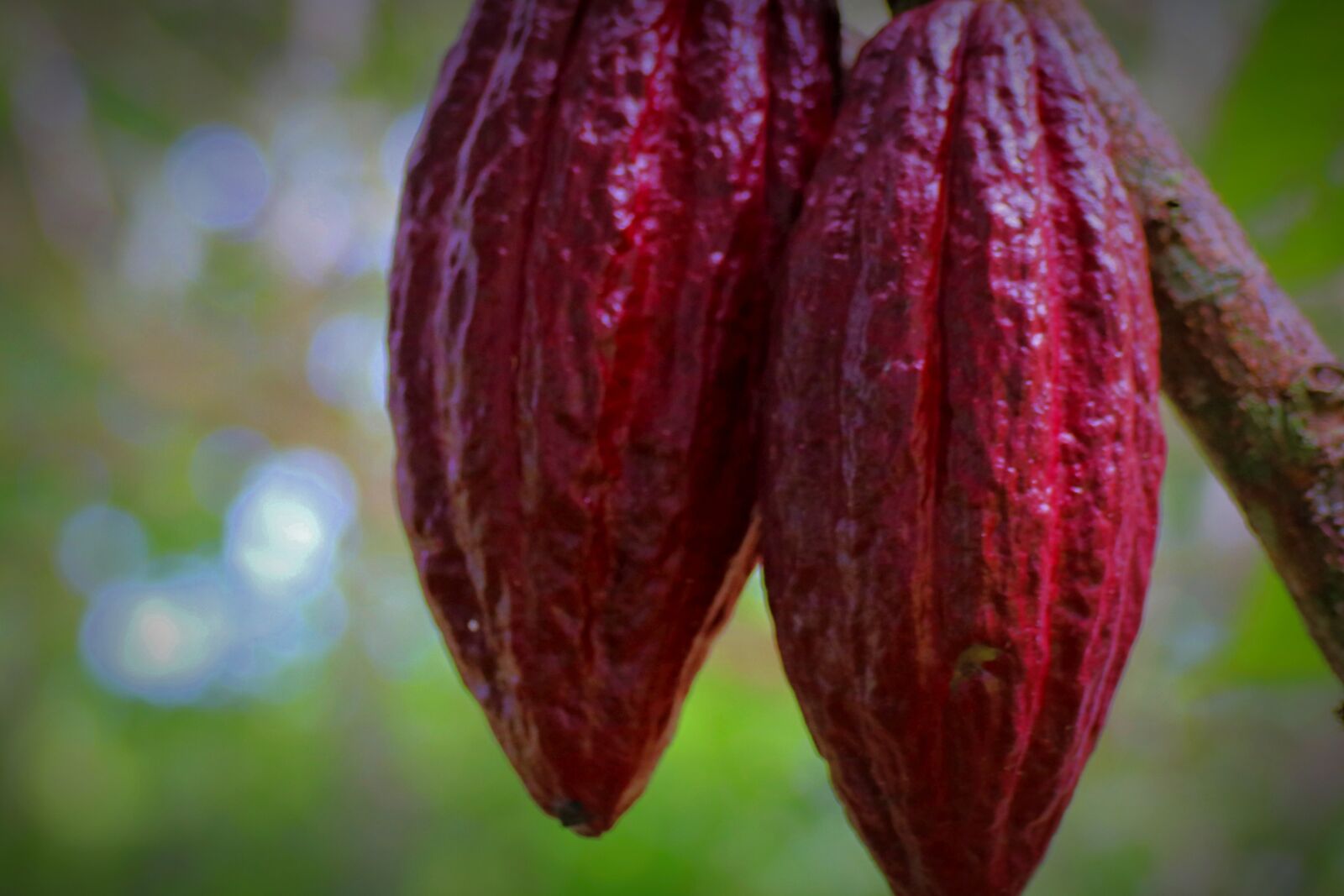 Canon EOS 80D sample photo. Cacao pod, cacao fruit photography