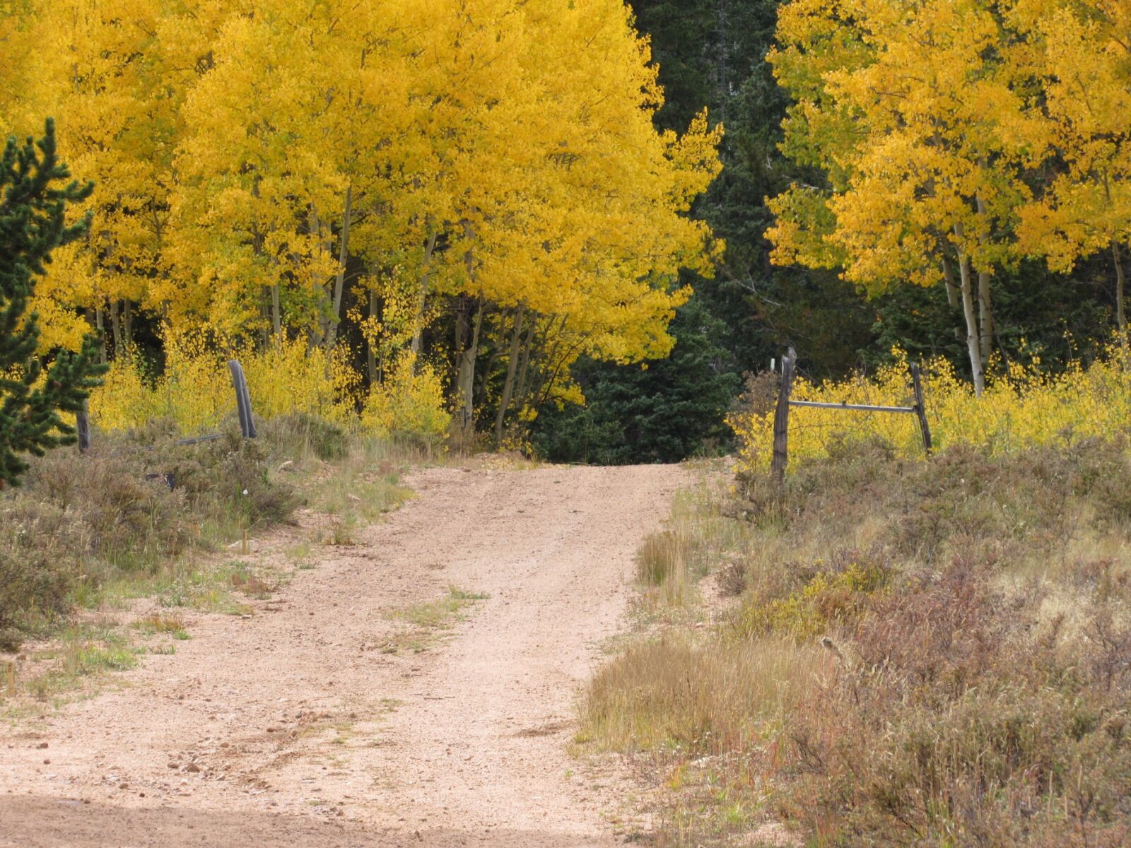 Canon PowerShot SX530 HS sample photo. Fall, yellow, road photography