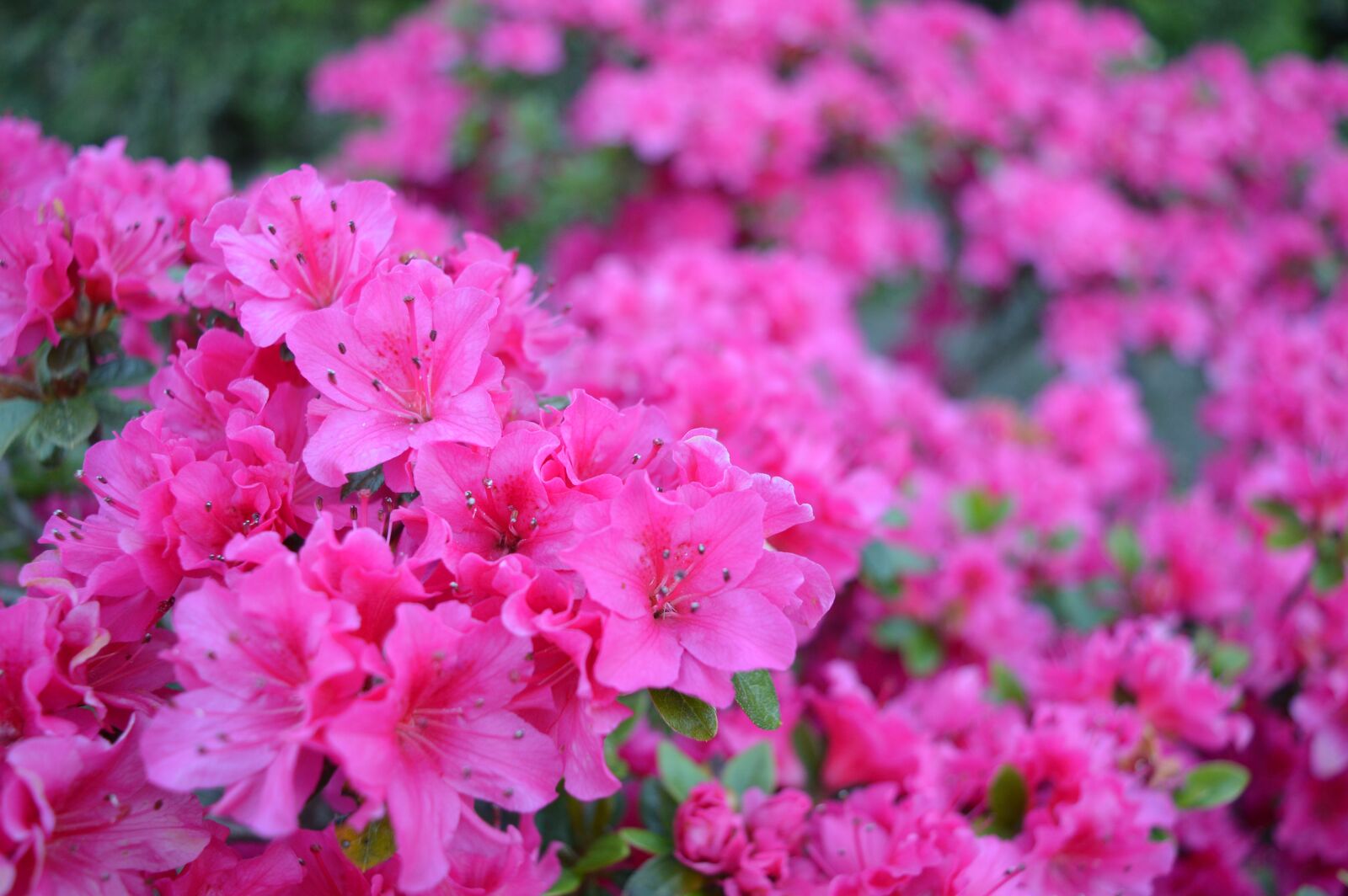 Nikon D3200 sample photo. Azalea, flower, spring photography