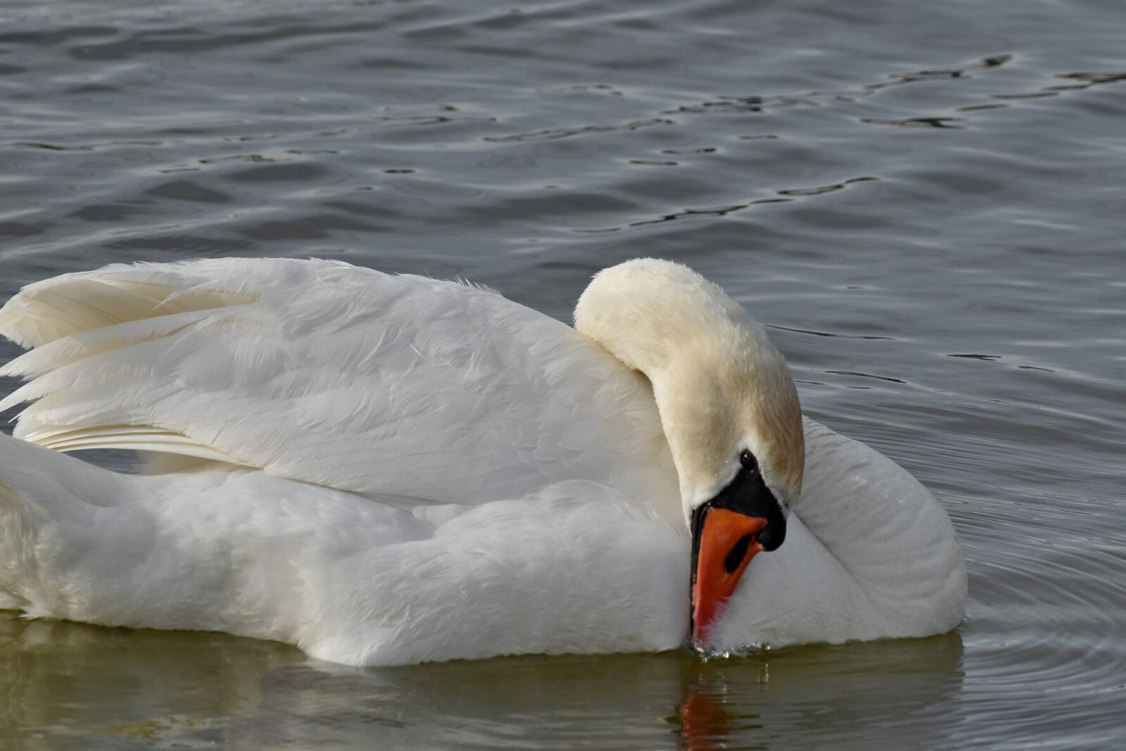 Nikon D5500 sample photo. Swim, swan, aquatic bird photography