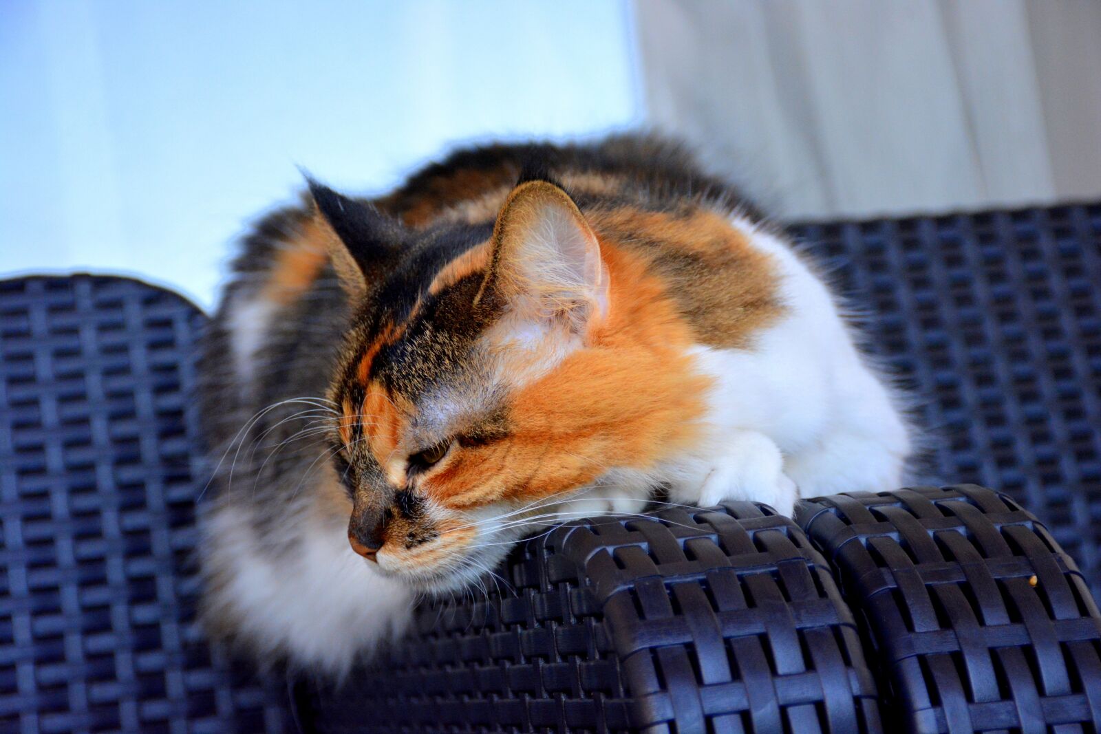 Nikon D5200 sample photo. Cat, animals, fur photography