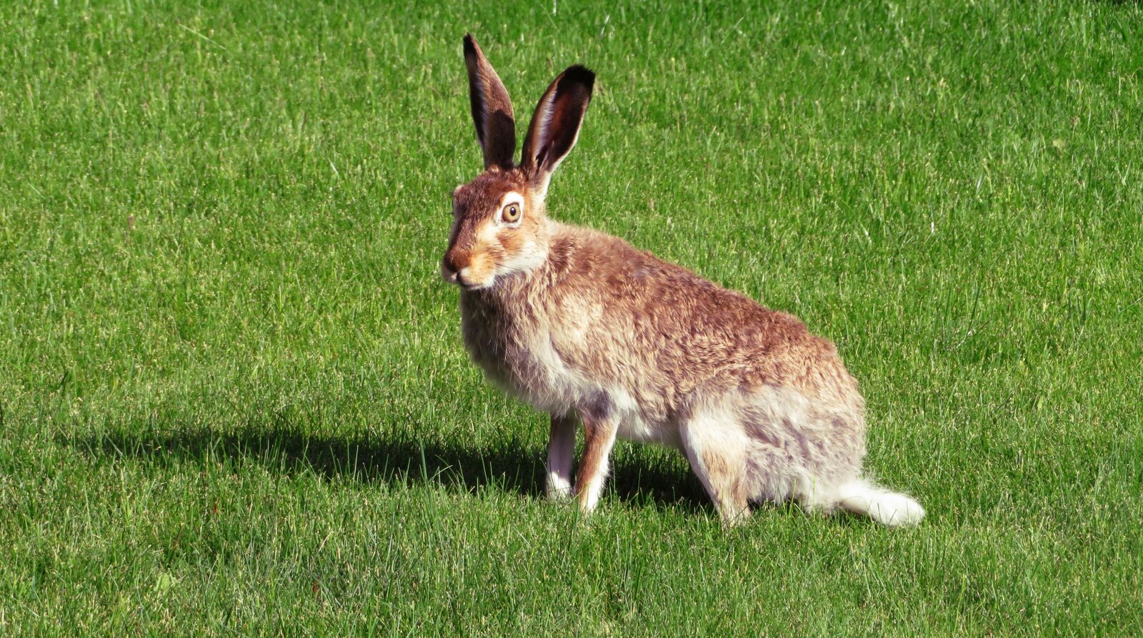 Canon PowerShot SX720 HS sample photo. Rabbit, hare, bunny photography