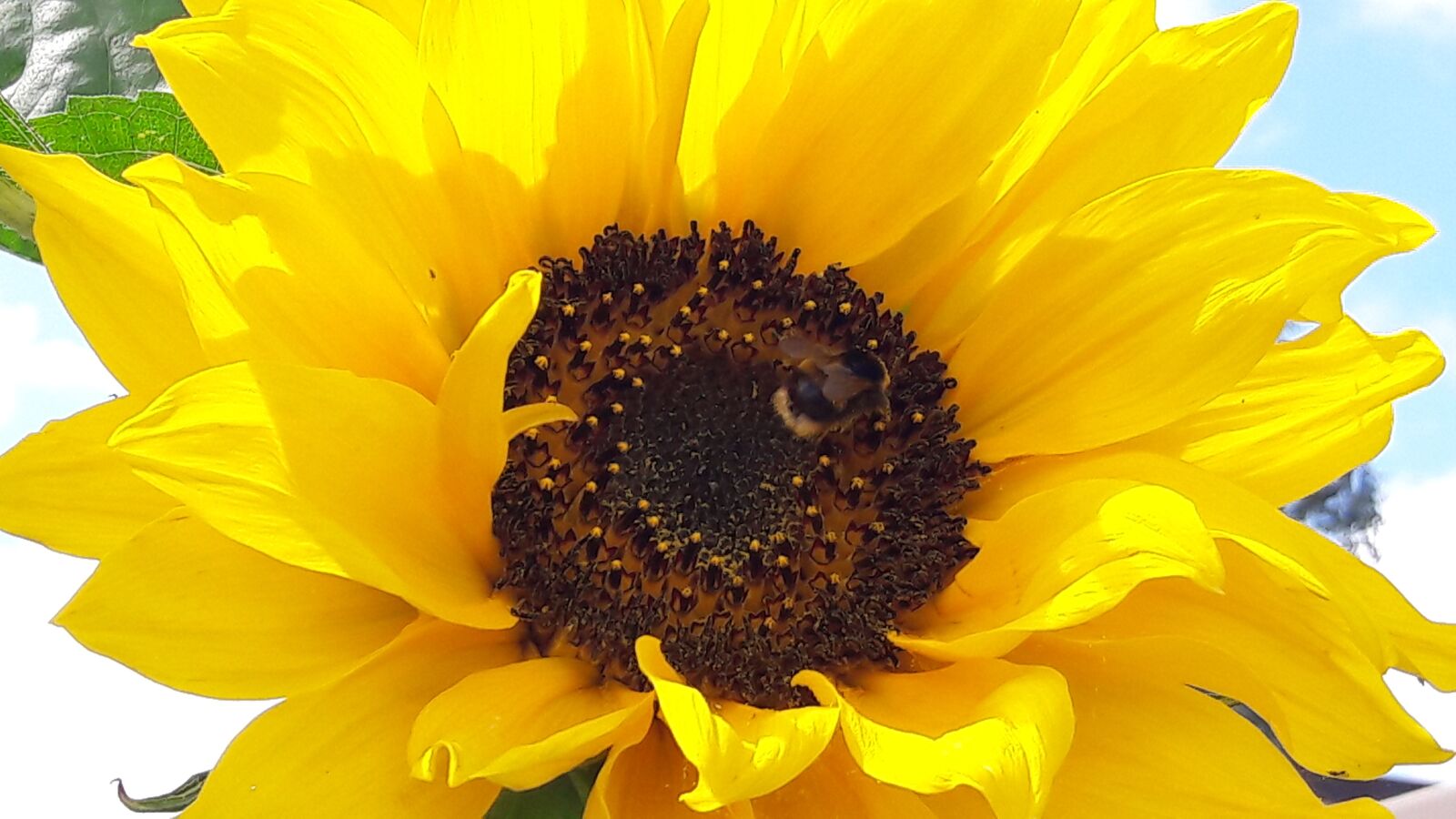 Samsung Galaxy A3(2016) sample photo. Bees, sunflower, bee photography