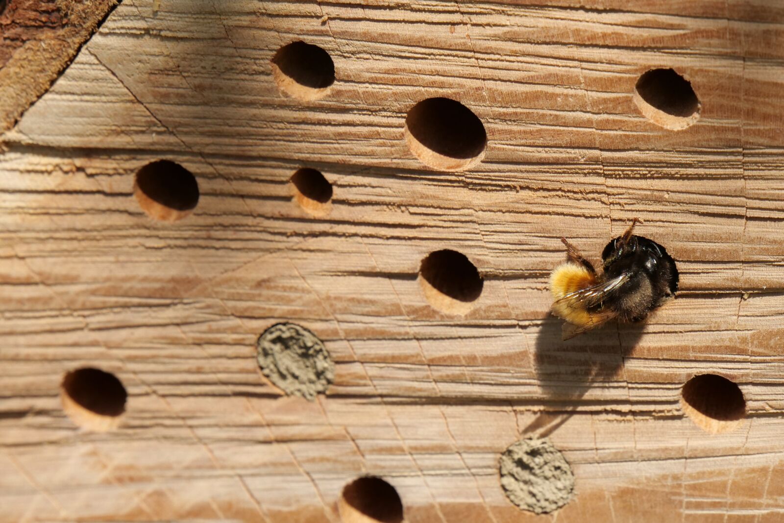 Panasonic Lumix DC-G9 sample photo. Insect hotel, bee hotel photography