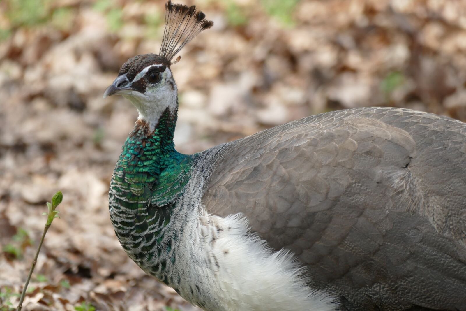Panasonic Lumix DMC-FZ1000 sample photo. Bird, nature, animal photography