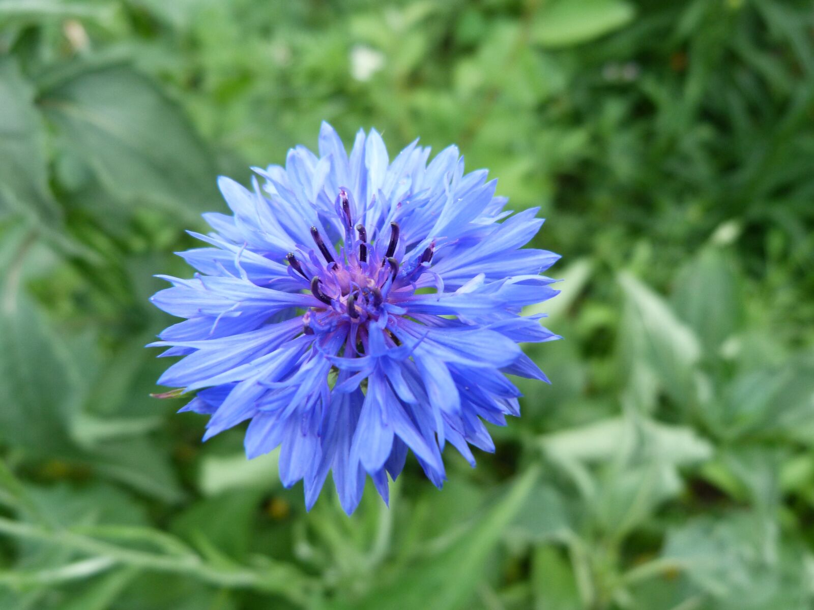 Panasonic Lumix DMC-FZ40 (Lumix DMC-FZ45) sample photo. Cornflower, perennial, garden photography