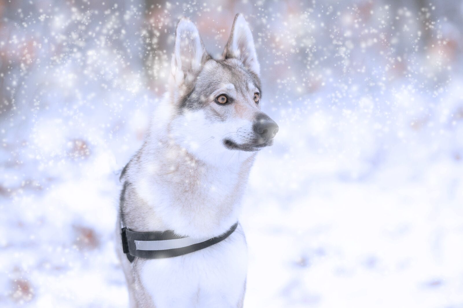 Nikon D300 sample photo. Dog, wolfdog, winter photography