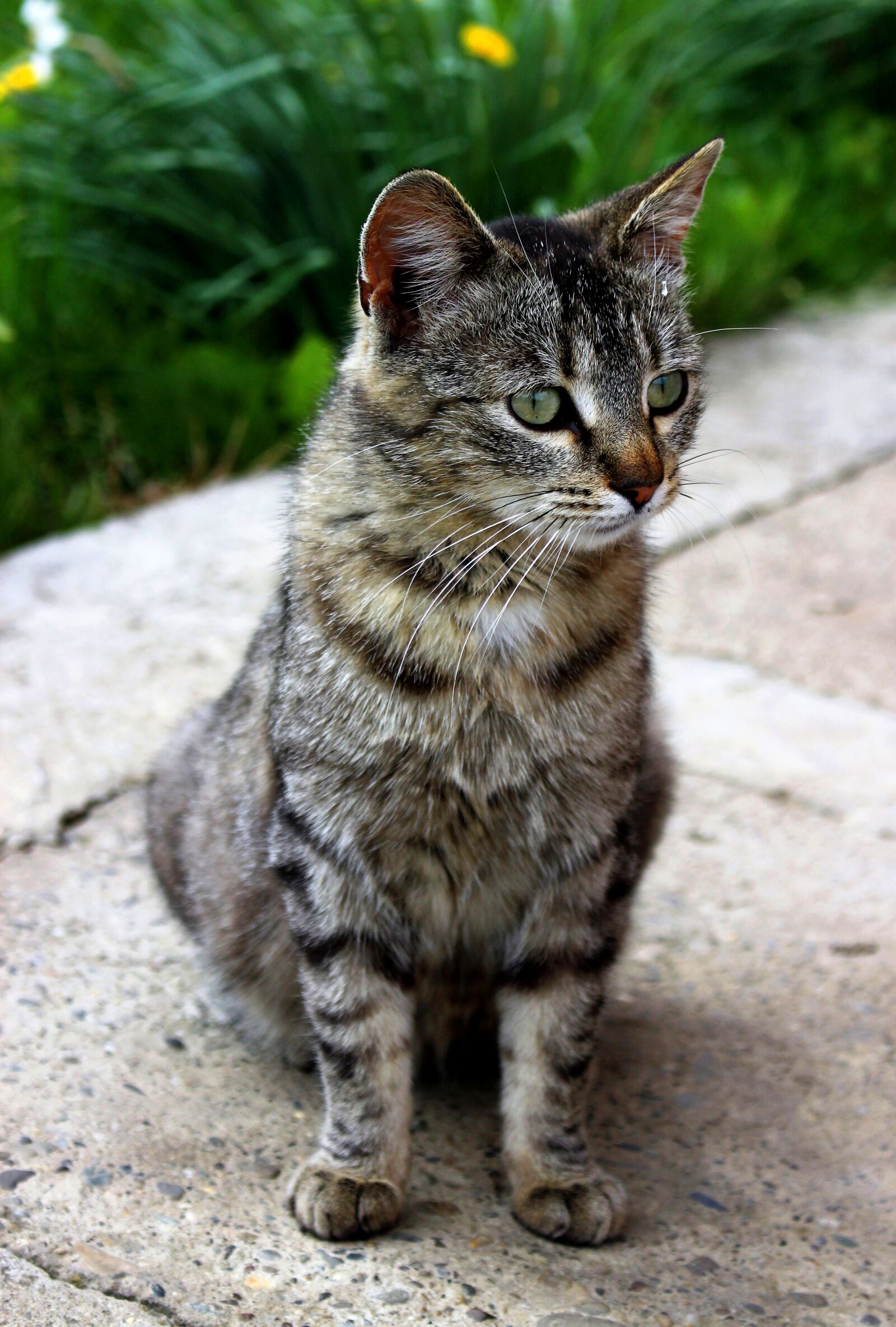 Canon EOS 100D (EOS Rebel SL1 / EOS Kiss X7) sample photo. Cat, pet, stripes photography
