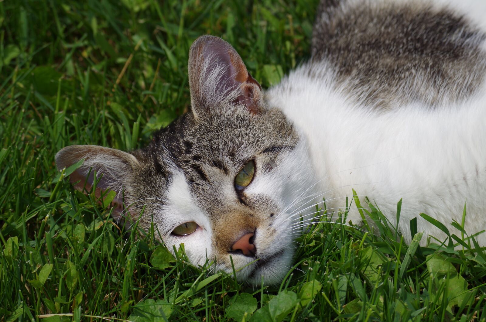 Pentax K-500 sample photo. Cat, strakatá, rest photography