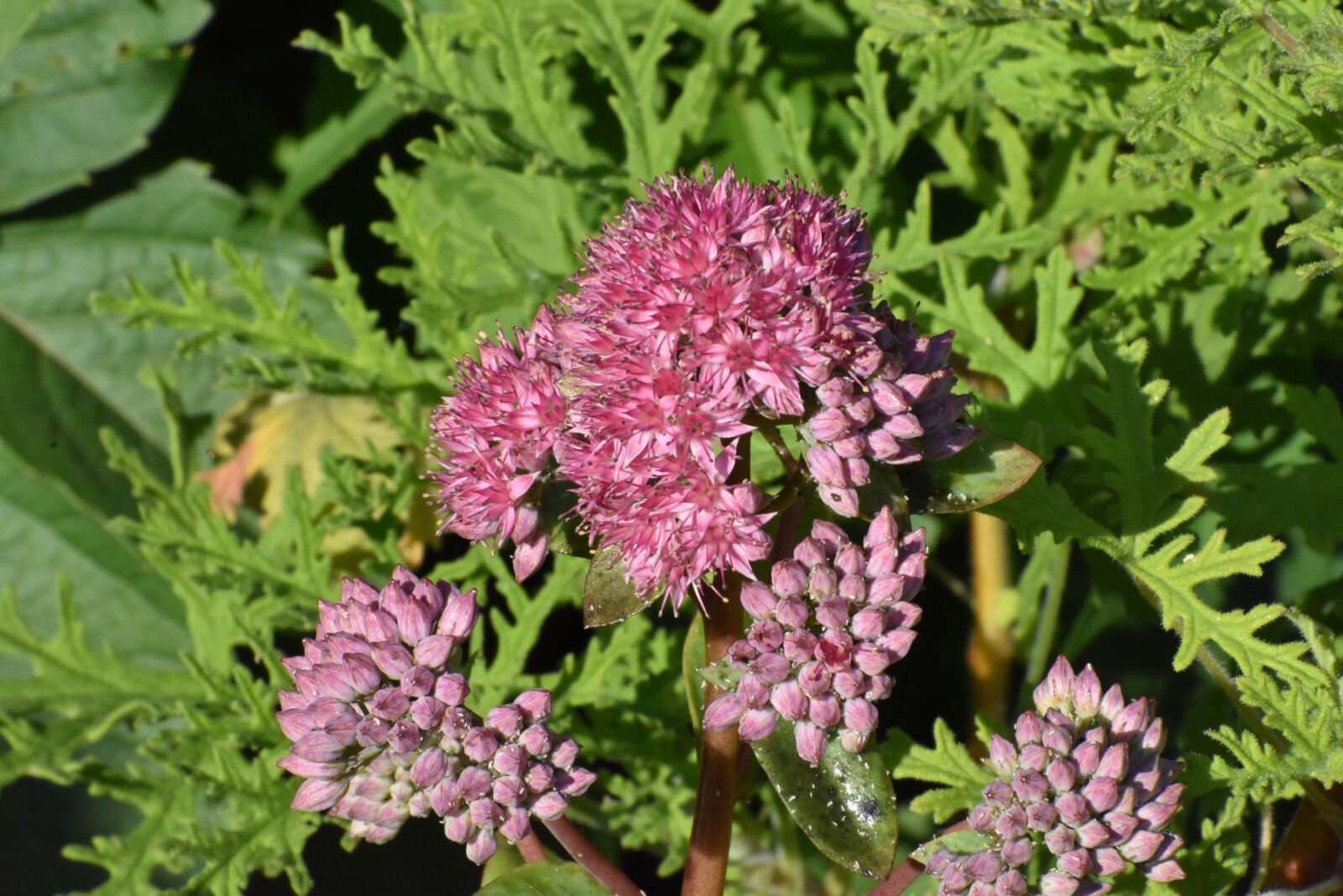 Nikon D3400 sample photo. Flower, beautiful, garden photography