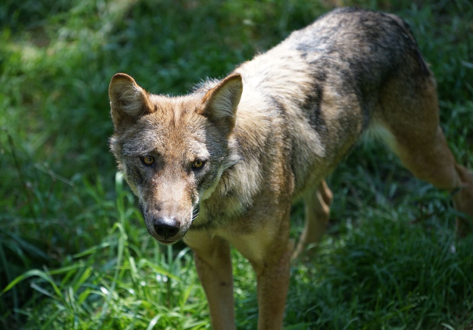 Sony a7 II + Sony FE 70-200mm F4 G OSS sample photo. Wolf, zoo, cute photography