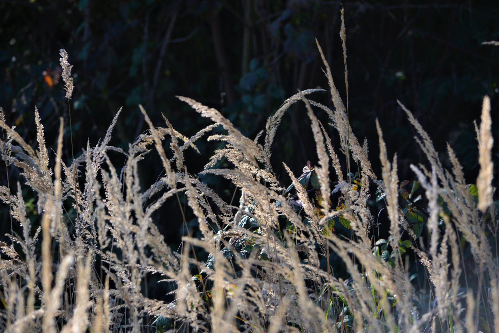 Nikon D5200 sample photo. Grass, dry, nature photography