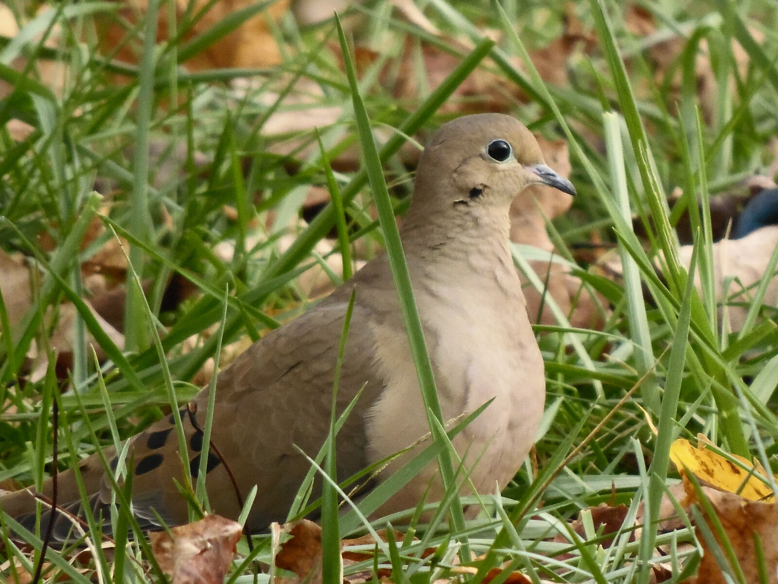 Samsung WB2200F sample photo. Bird, morning, dove, nature photography