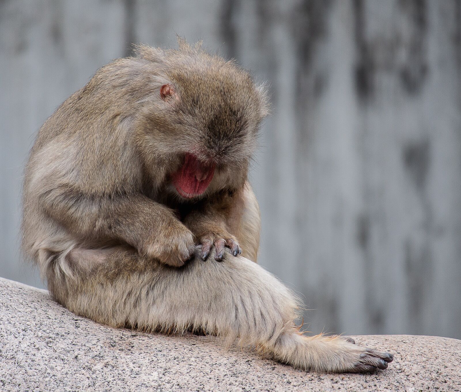 Canon EOS 50D sample photo. Monkey, animal, zoo photography