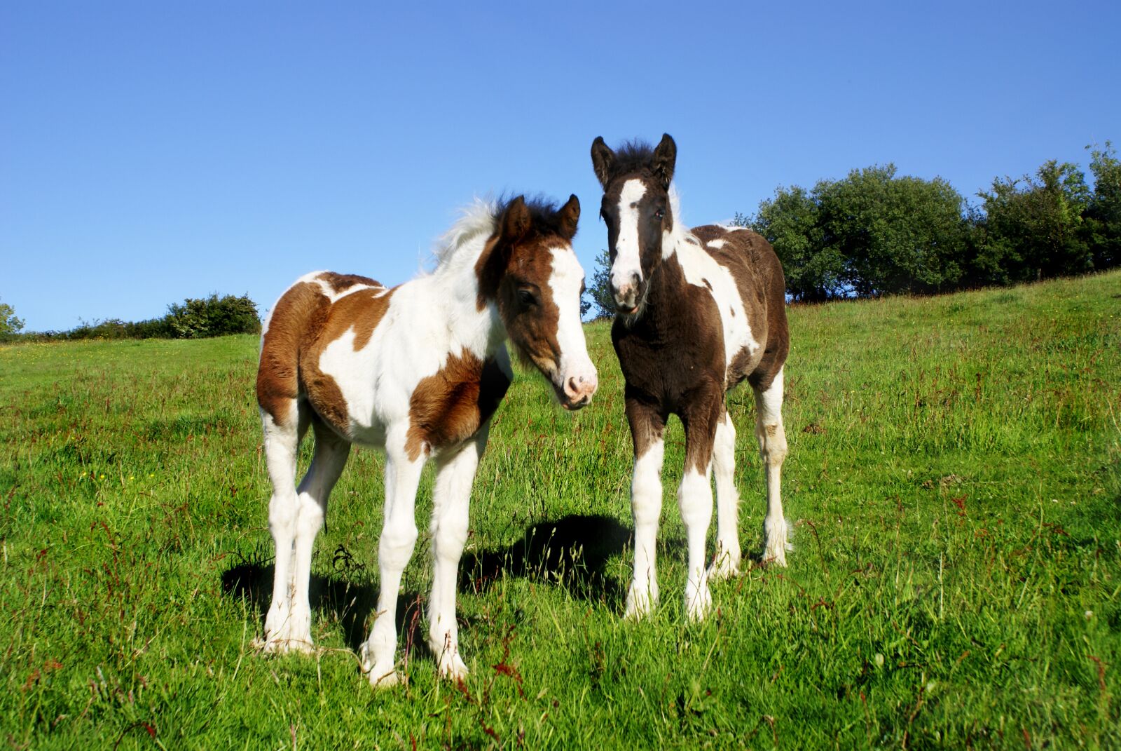 Sony Alpha DSLR-A100 sample photo. Foals, two, horse photography