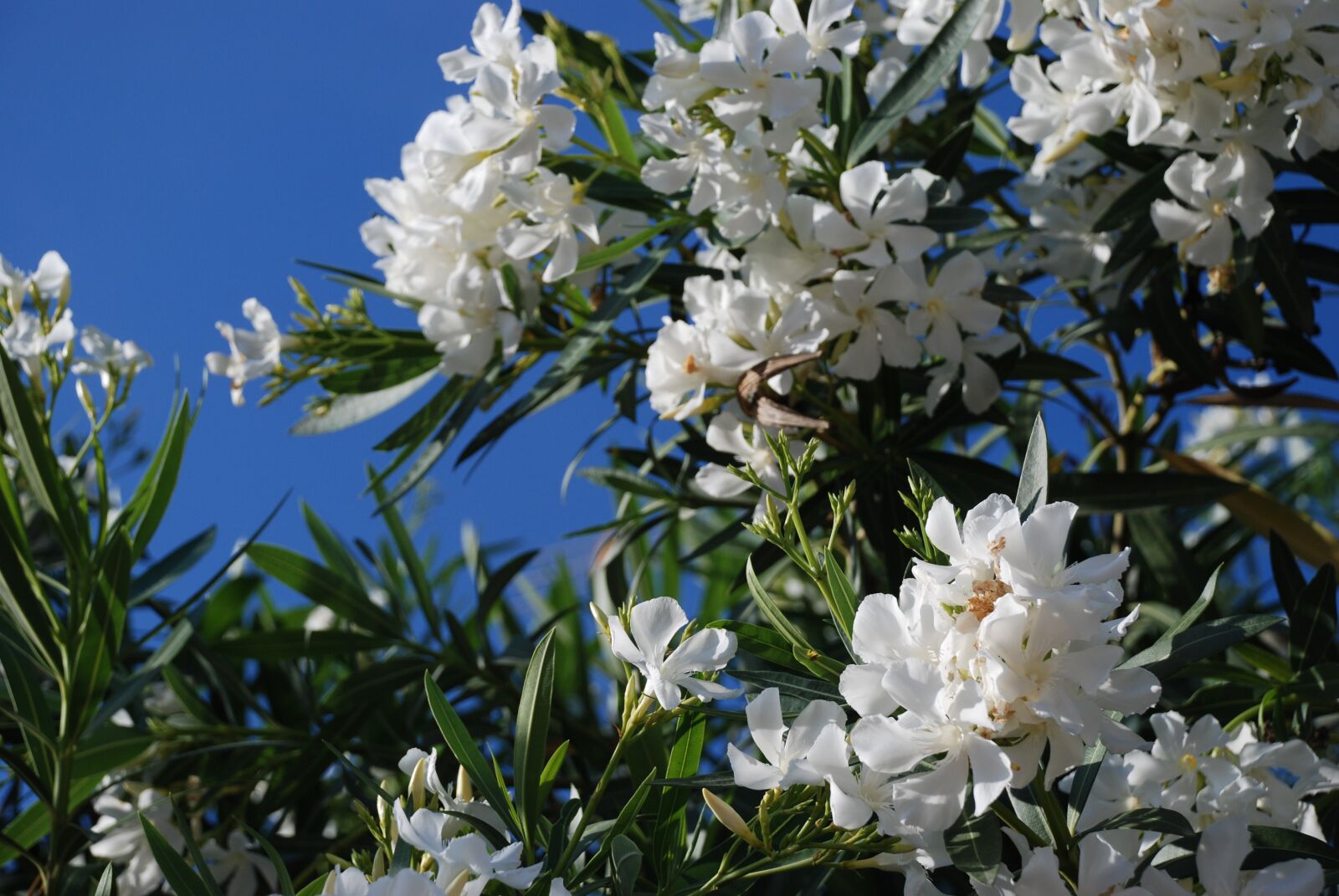 Nikon D80 sample photo. Flower, plant, nature photography
