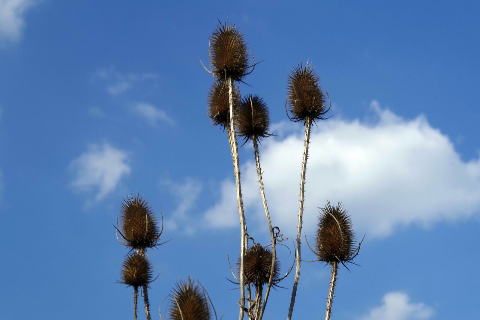 Pentax K-S2 sample photo. Plants, dry, spikes photography