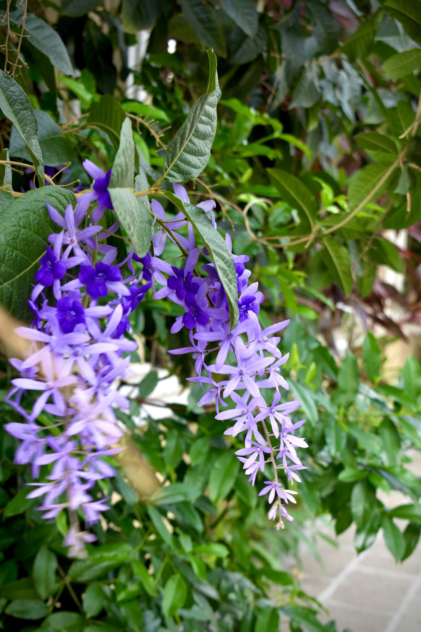 Nikon D3400 sample photo. Petrea volubilis photography