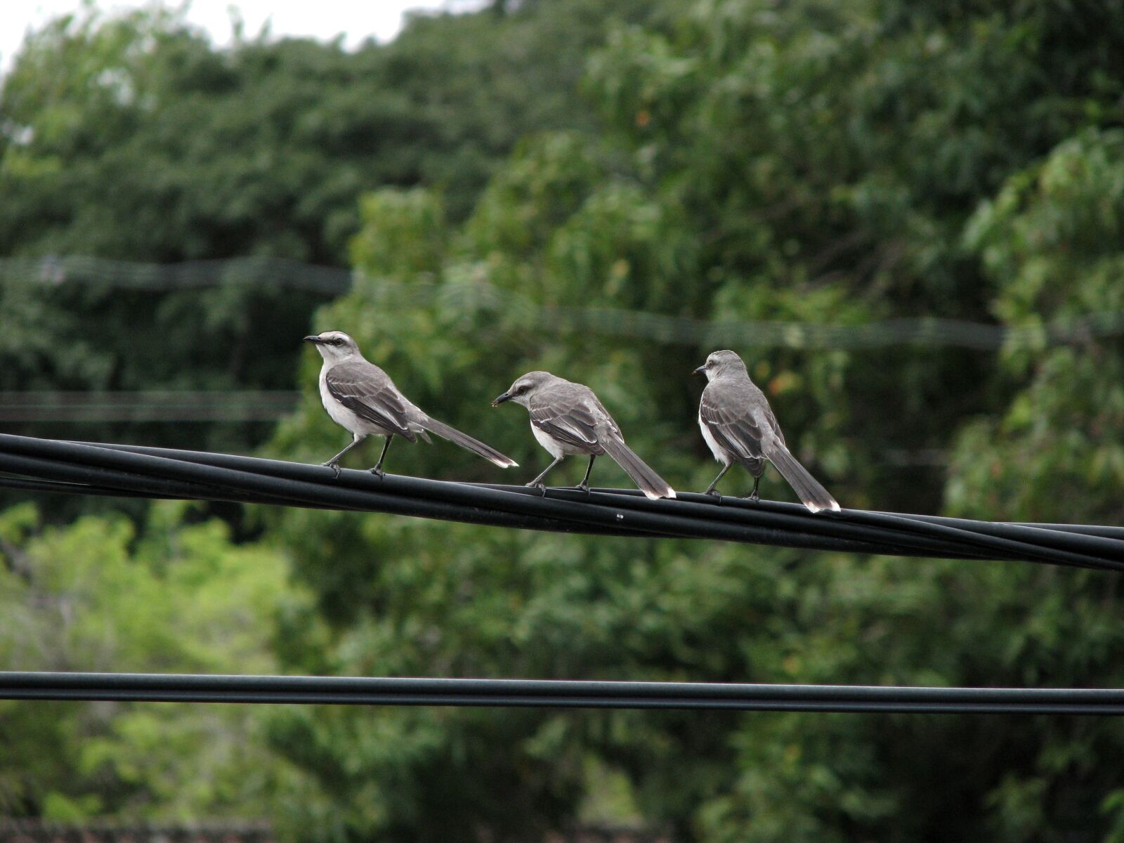 Canon POWERSHOT S5 IS sample photo. Birds, nature photography