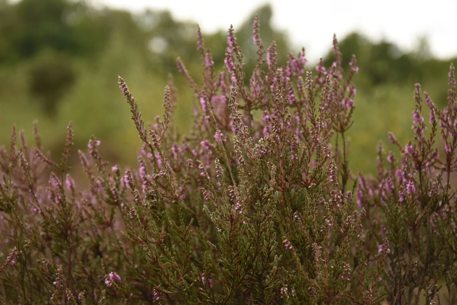 Nikon D7200 sample photo. Flowers, wild, forest photography