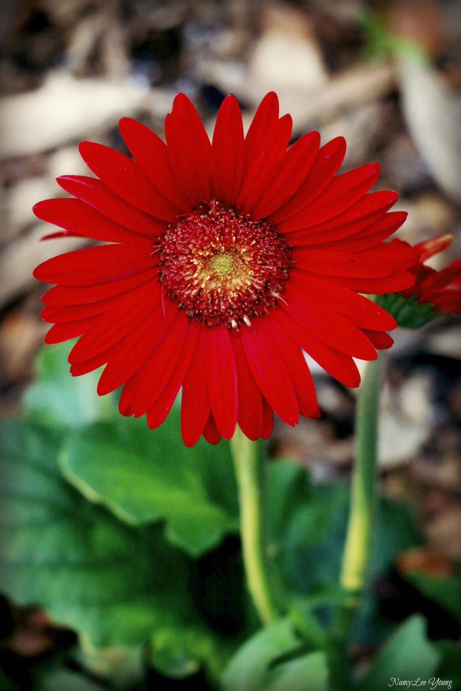 Canon EOS 70D sample photo. Daisy, flower, red photography
