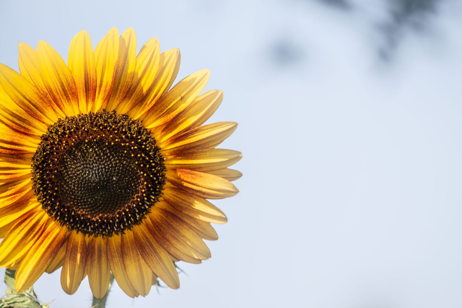 Canon EF-S 55-250mm F4-5.6 IS STM sample photo. Sunflower, background, yellow photography