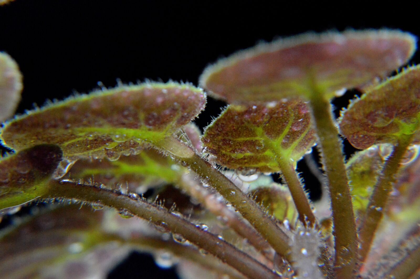 Nikon D3200 sample photo. Plant, leaf, wet photography