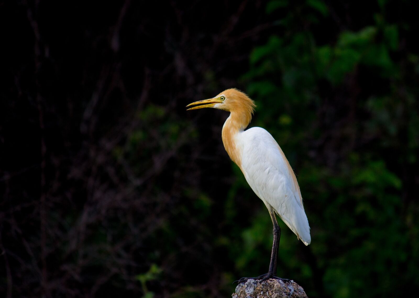 Canon EOS 600D (Rebel EOS T3i / EOS Kiss X5) sample photo. Cattle egret, bird, animal photography