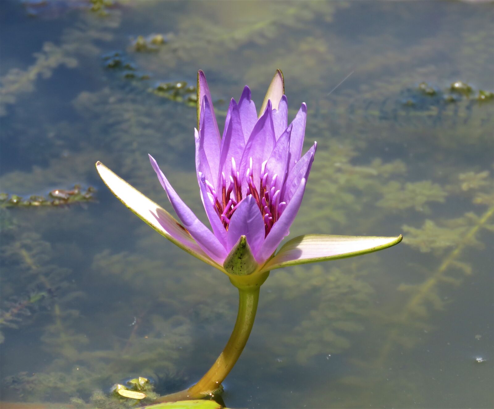 Canon PowerShot SX60 HS sample photo. Lotus, pool, aquatic photography