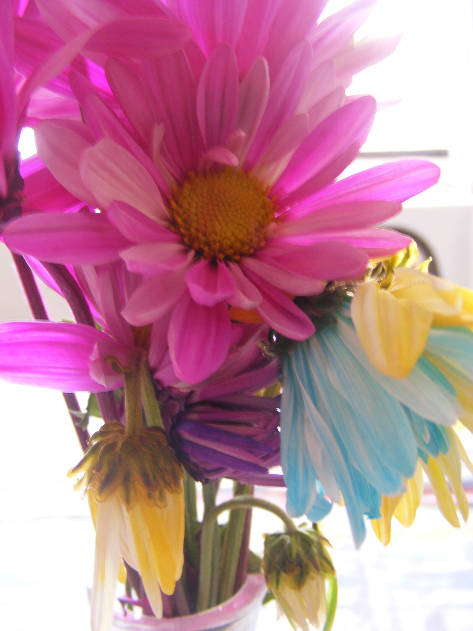 Fujifilm FinePix S5700 S700 sample photo. Flowers, still life, colors photography