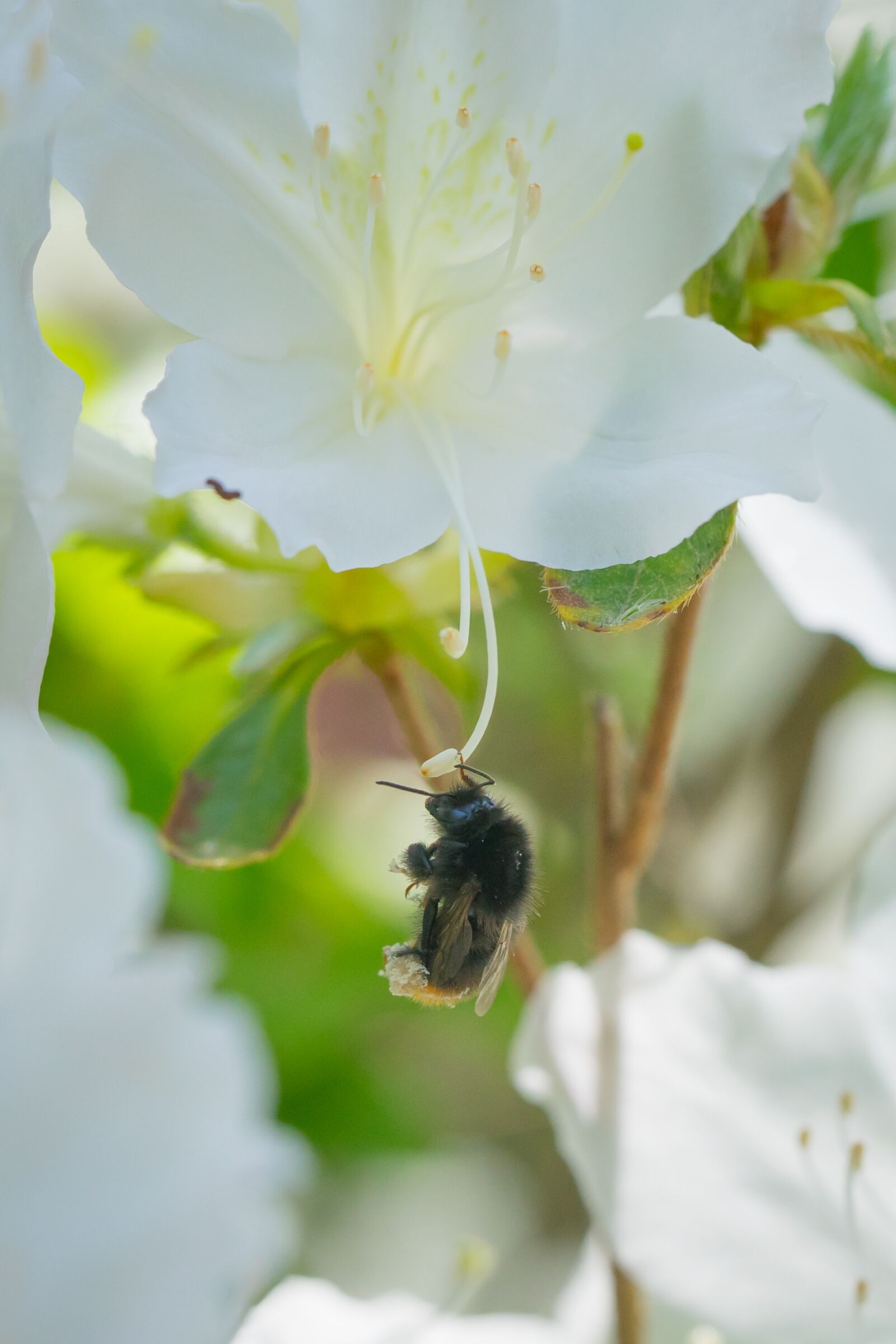 Sony a7 II + Sony FE 90mm F2.8 Macro G OSS sample photo. Bumblebee, azalea, macro photography