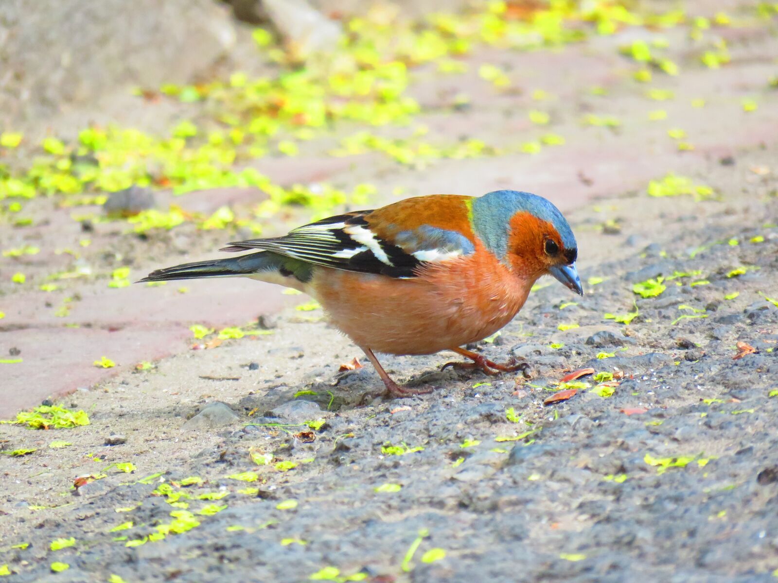 Canon PowerShot SX60 HS sample photo. Bird, chaffinch, nature photography