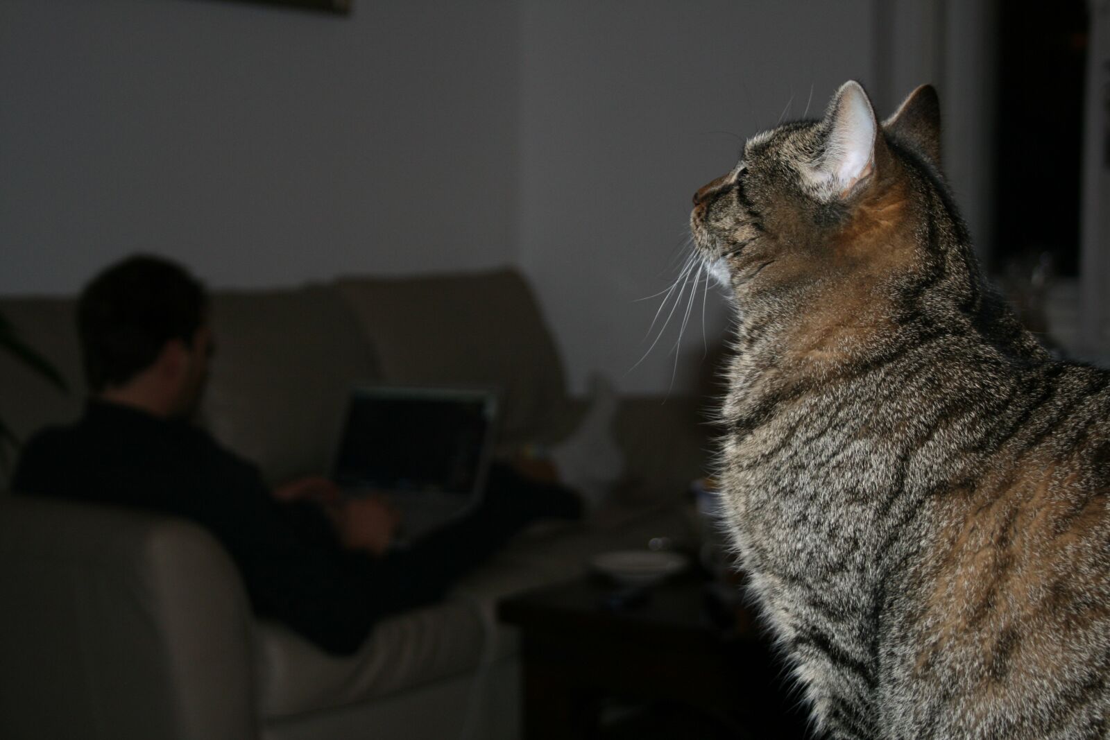 Canon EOS 400D (EOS Digital Rebel XTi / EOS Kiss Digital X) sample photo. Cat, couch, pet photography