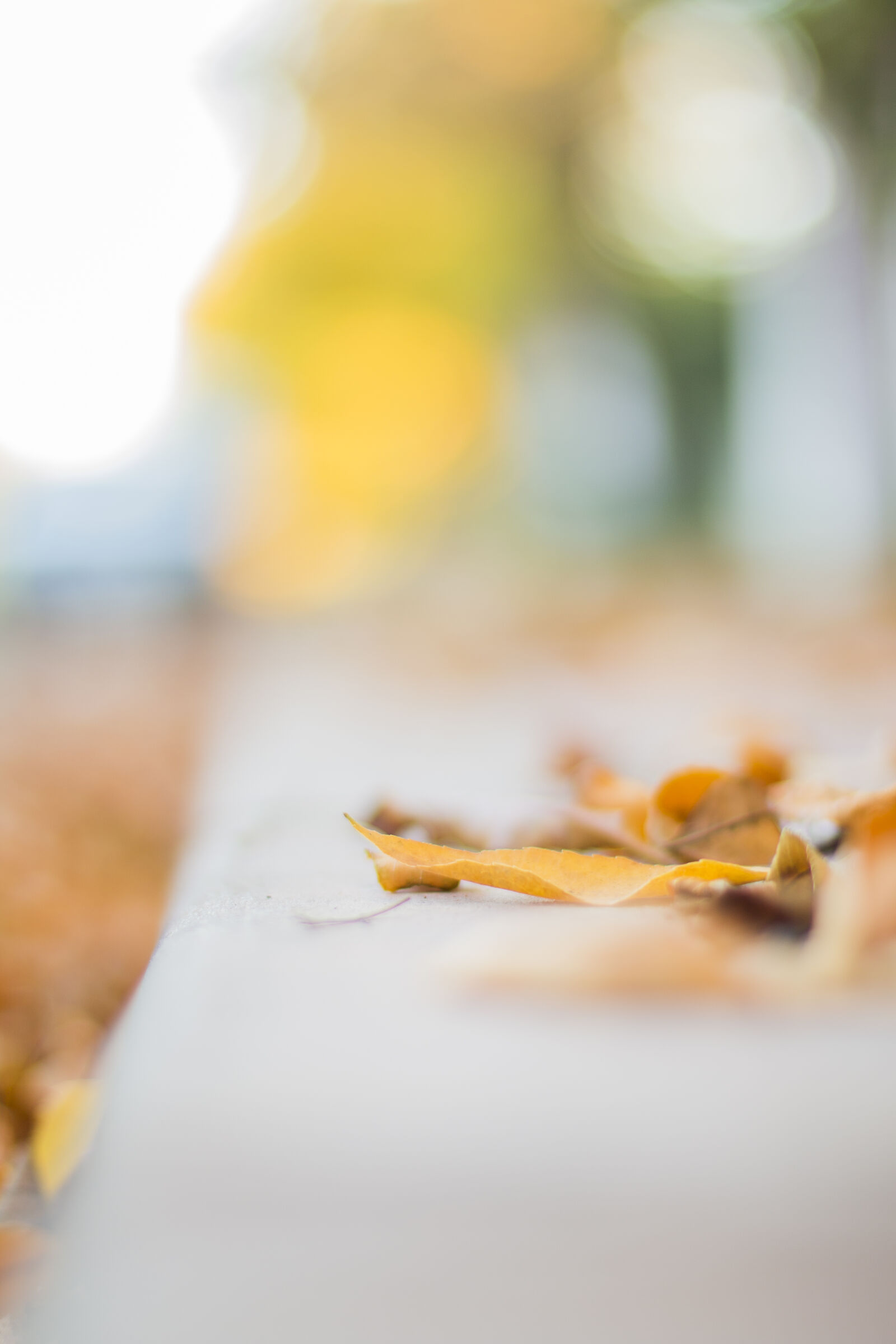 Canon EOS 70D + Canon EF 50mm F1.4 USM sample photo. Autumn, bokeh, fall, floor photography