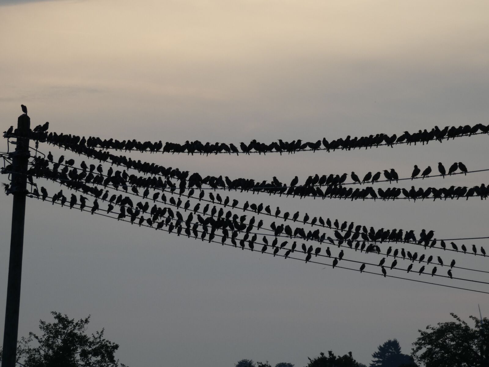 Panasonic Lumix DC-FZ80 (Lumix DC-FZ82) sample photo. Birds, autumn, crow photography