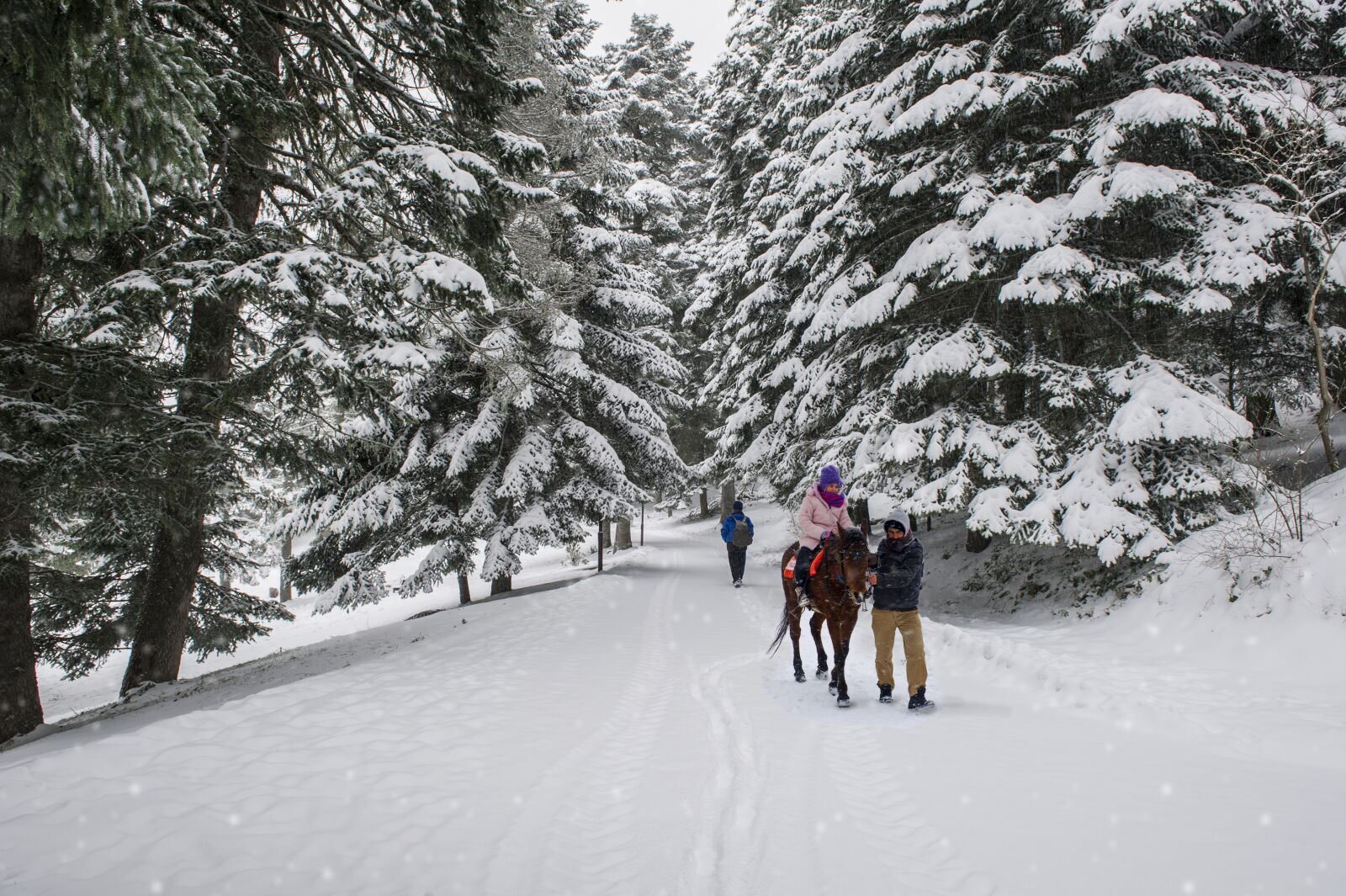 Nikon D3S sample photo. Winter, horse, snow photography