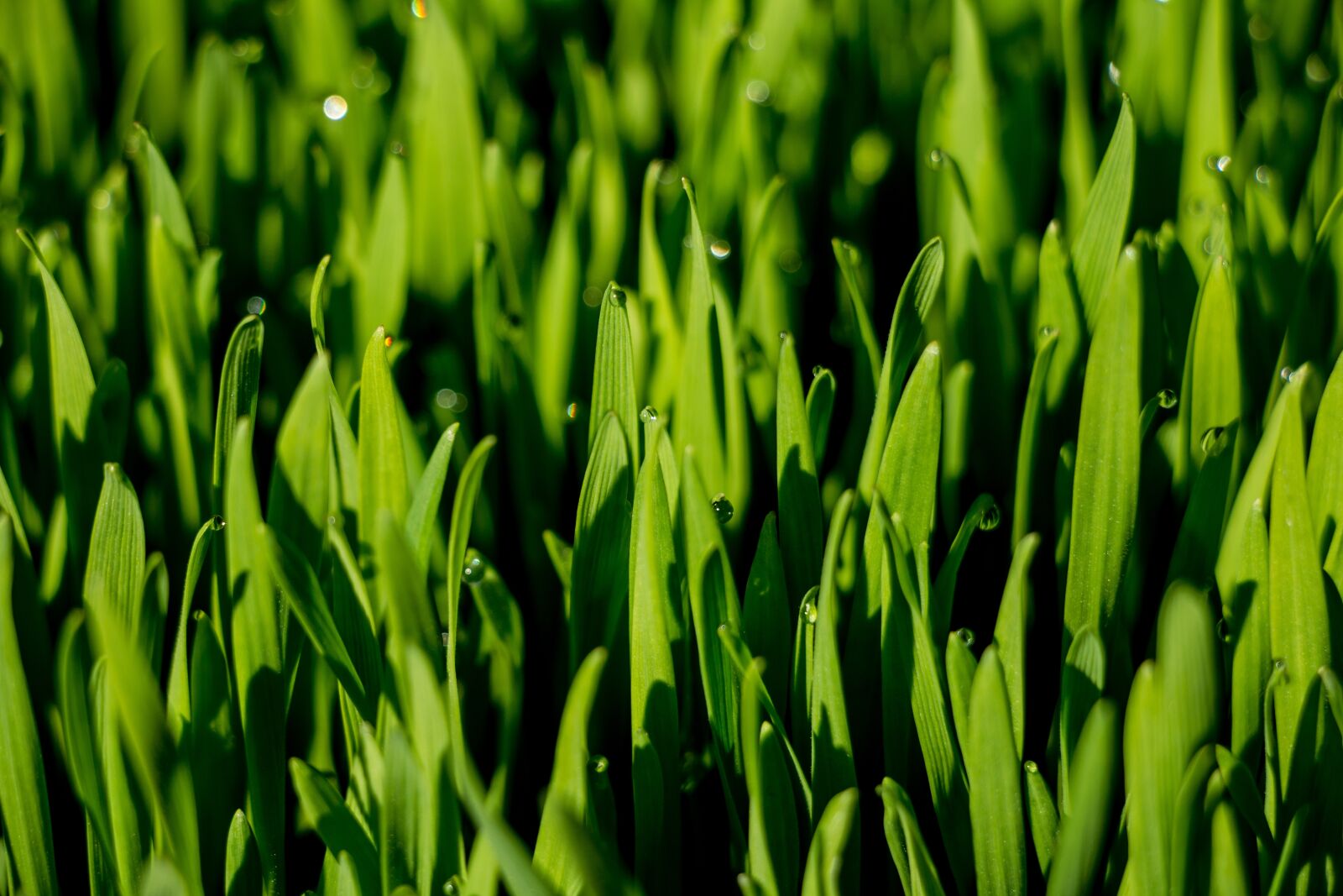 Canon EOS 70D sample photo. Macro, grass, wheat grass photography
