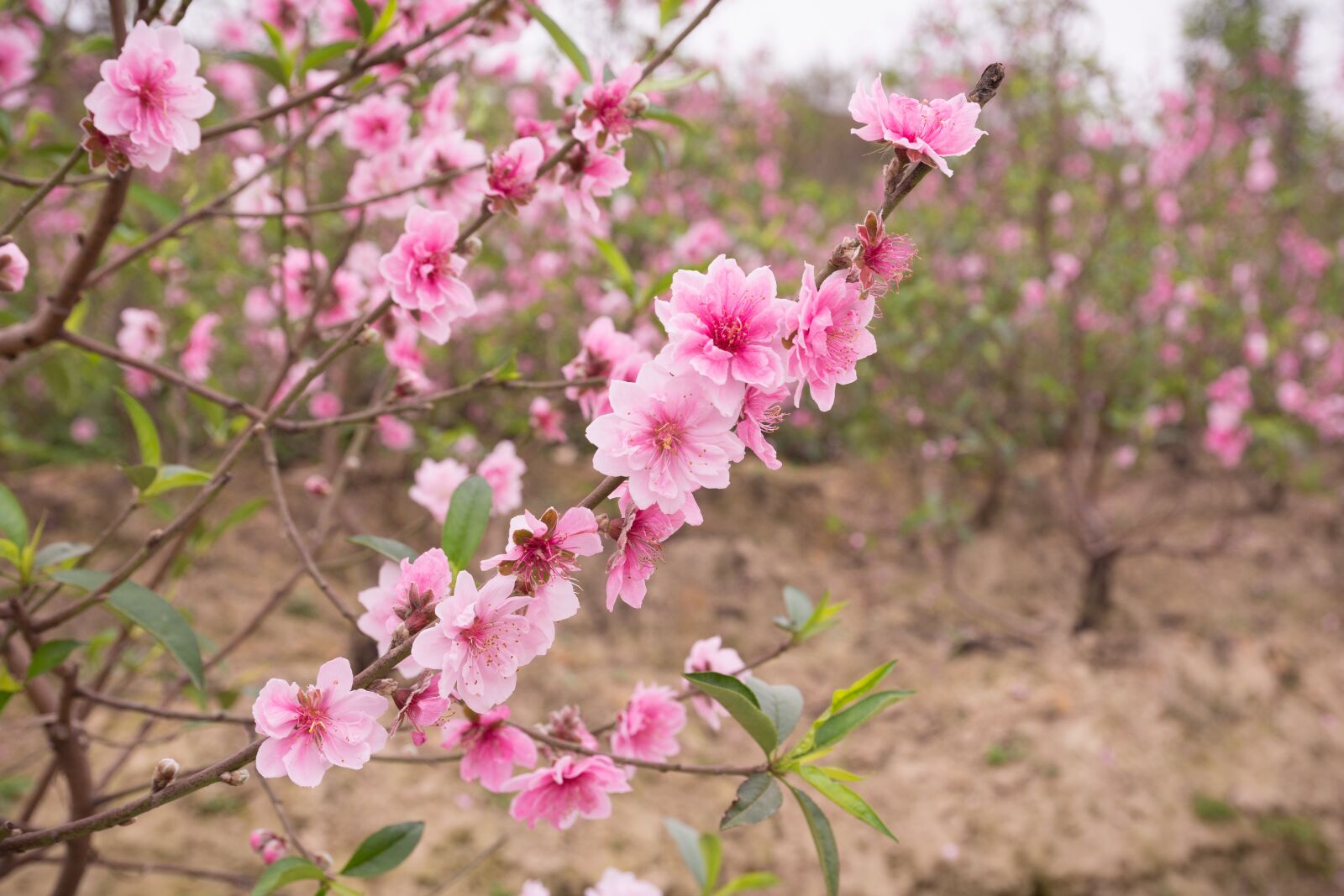 Nikon D7100 sample photo. Peach, flowers, spring photography
