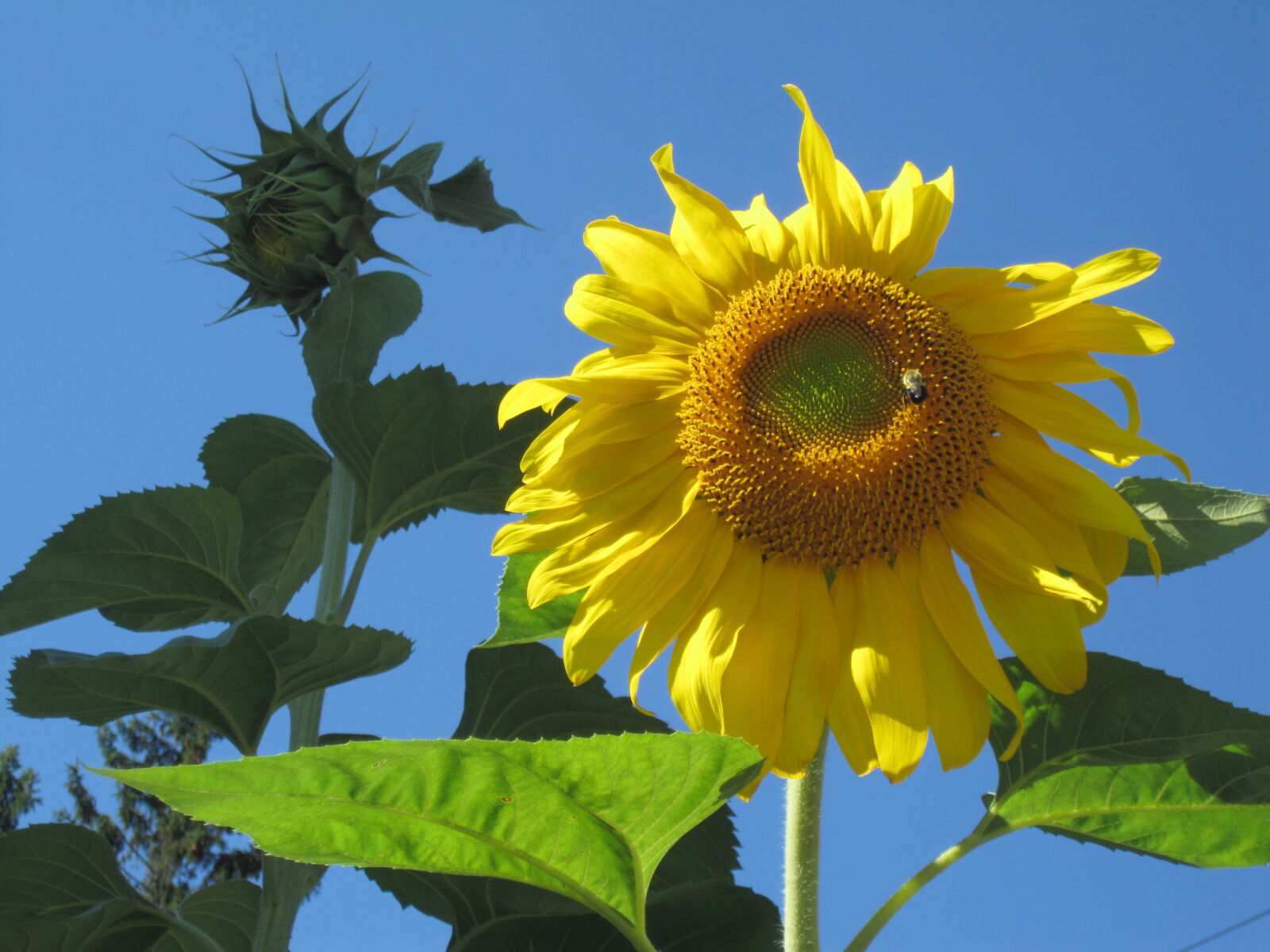 Canon PowerShot SD780 IS (Digital IXUS 100 IS / IXY Digital 210 IS) sample photo. Sunflower photography